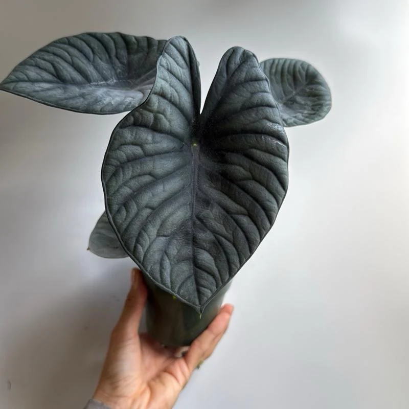 Alocasia Nebula 'Elaine' - Image 2