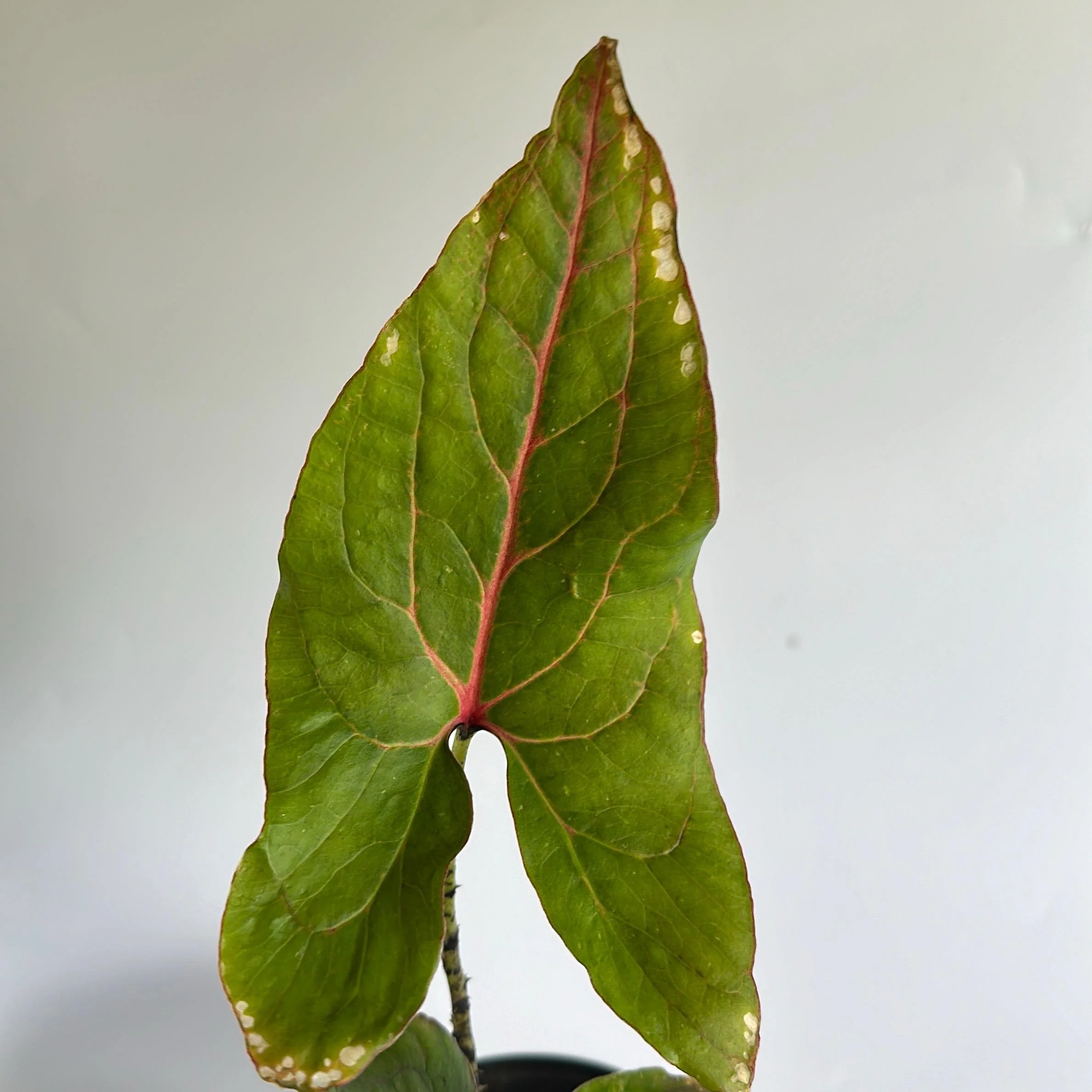 Cytrosperma Johnsoni - Image 2