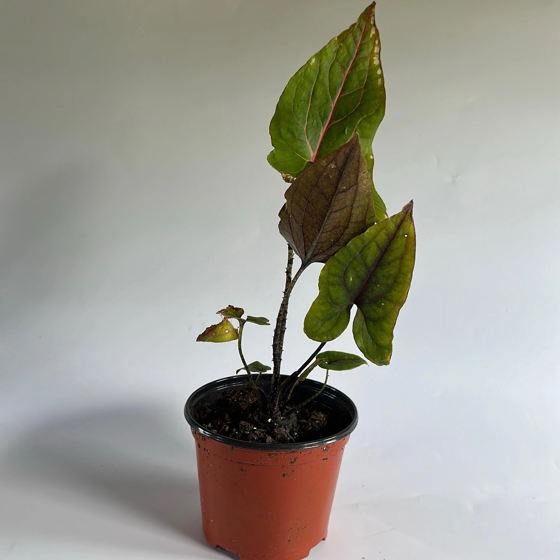 Cytrosperma Johnsoni - Image 5