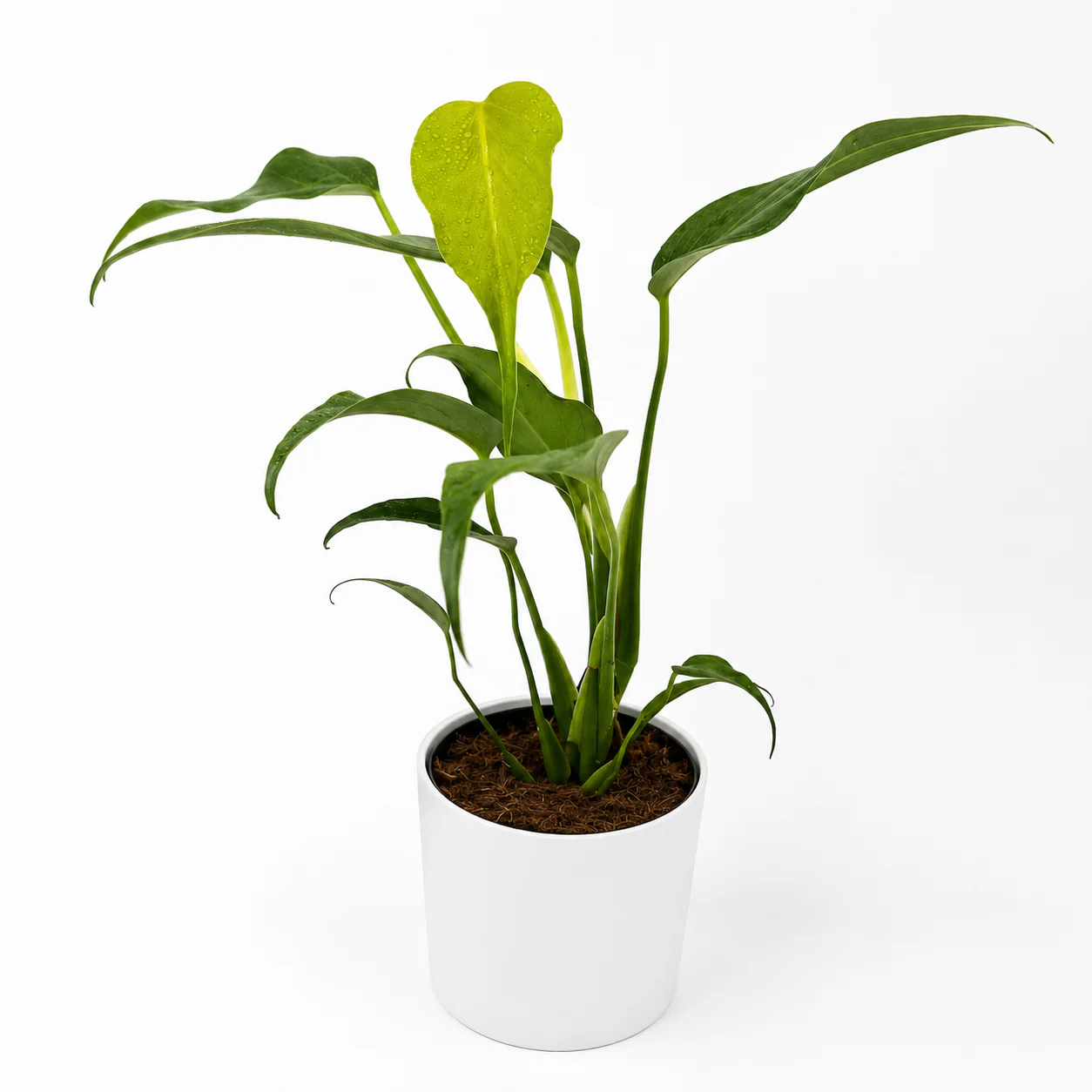 Monstera Burle Marx Flame - Image 2