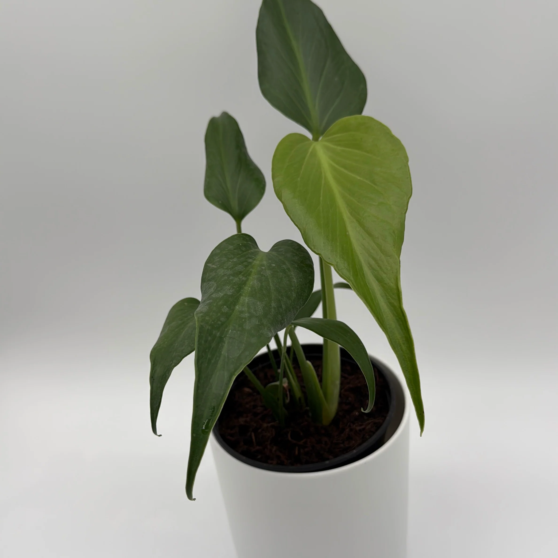 Monstera Burle Marx Flame - Image 3