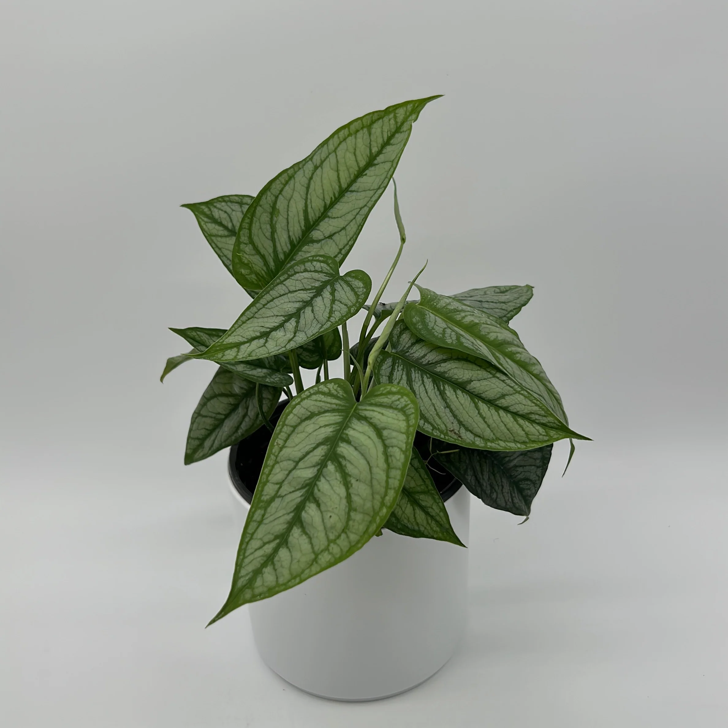 Monstera Siltepecana 'El Salvador'