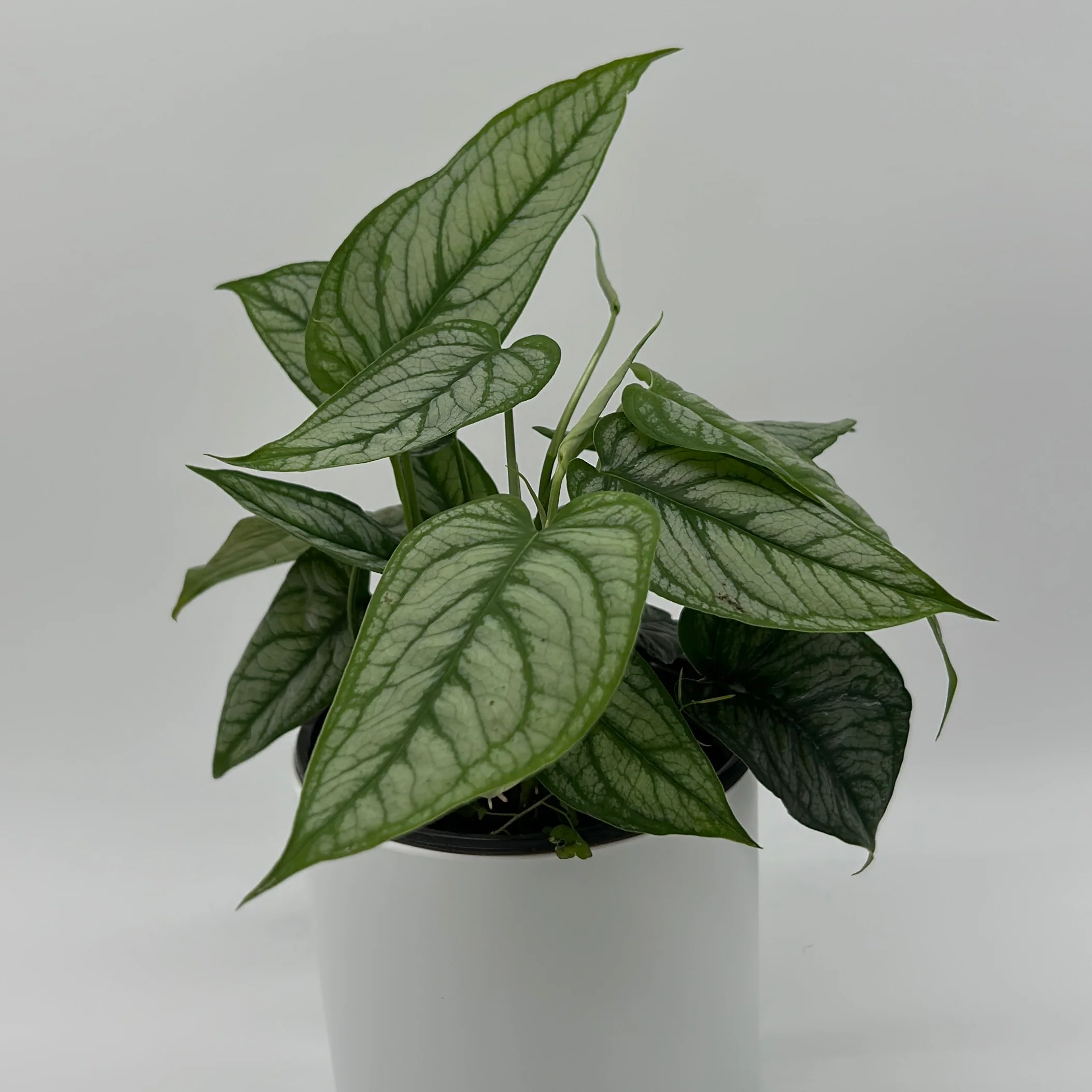 Monstera Siltepecana 'El Salvador' - Image 2