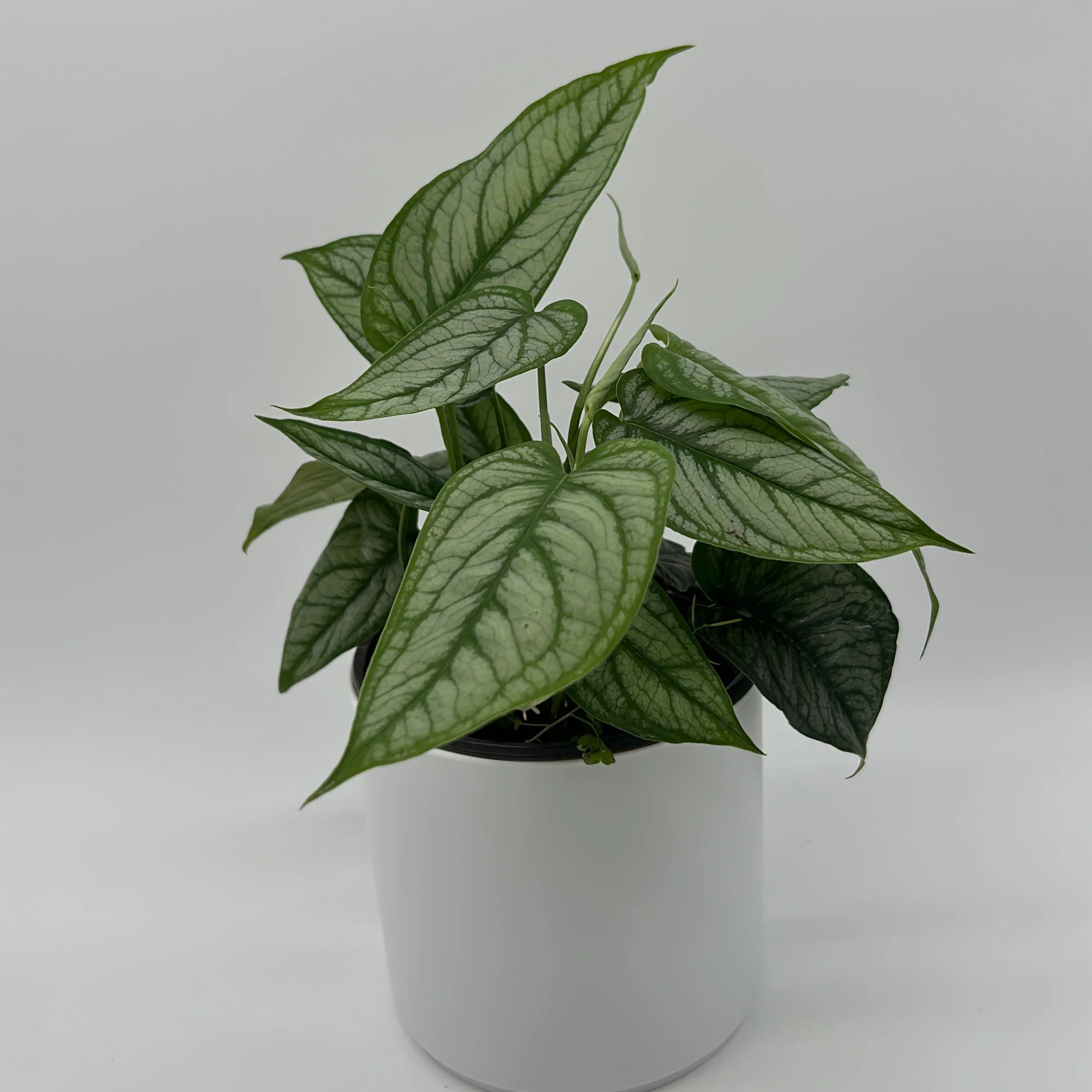 Monstera Siltepecana 'El Salvador' - Image 4