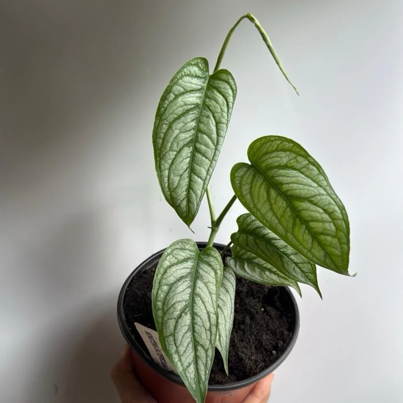 Monstera Siltepecana 'El Salvador' - Image 5