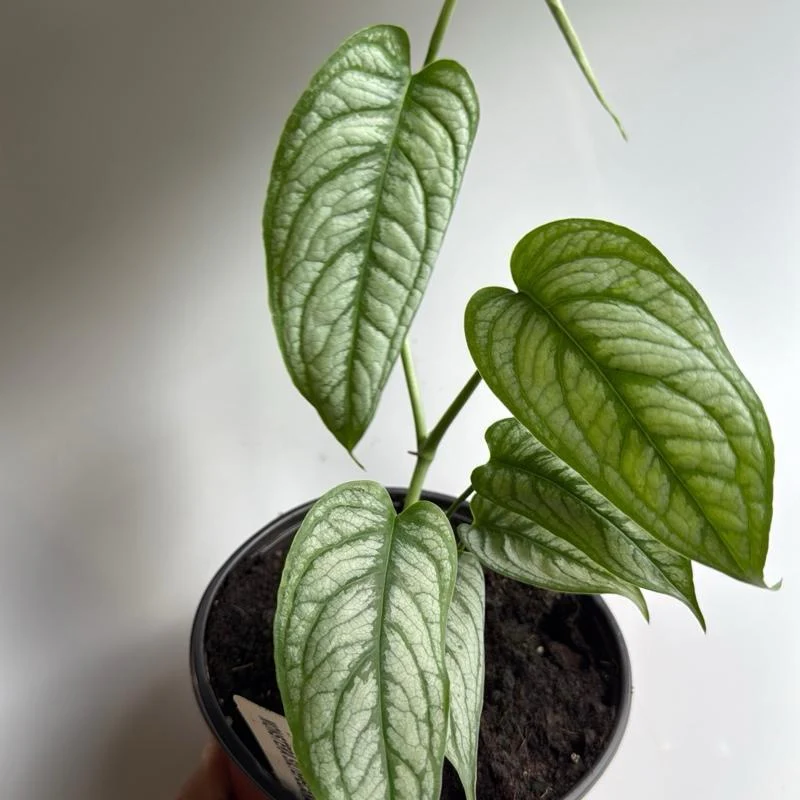 Monstera Siltepecana 'El Salvador' - Image 6