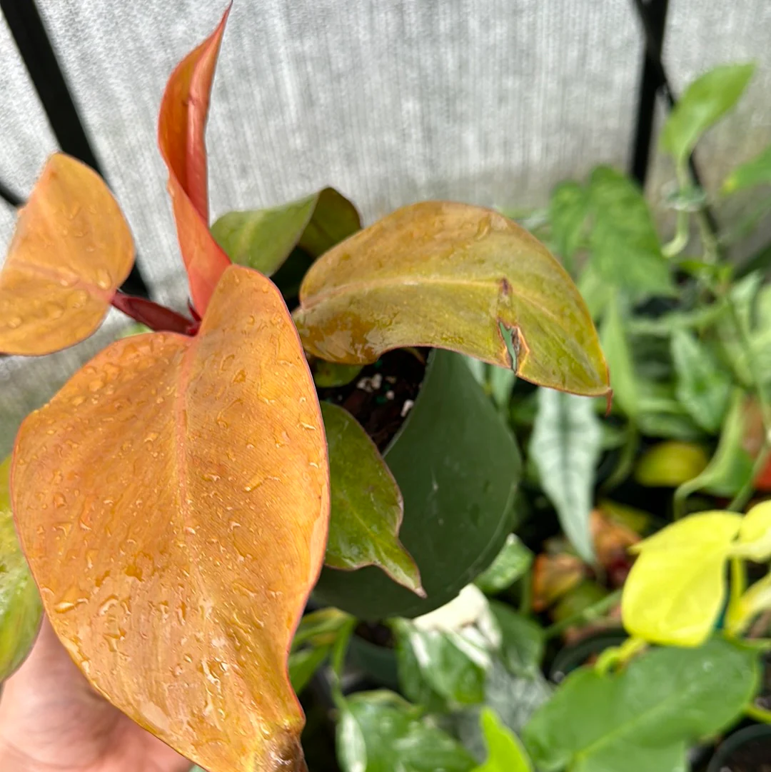 Rehab Plants - Plants to Rescue & Revive - Image 2