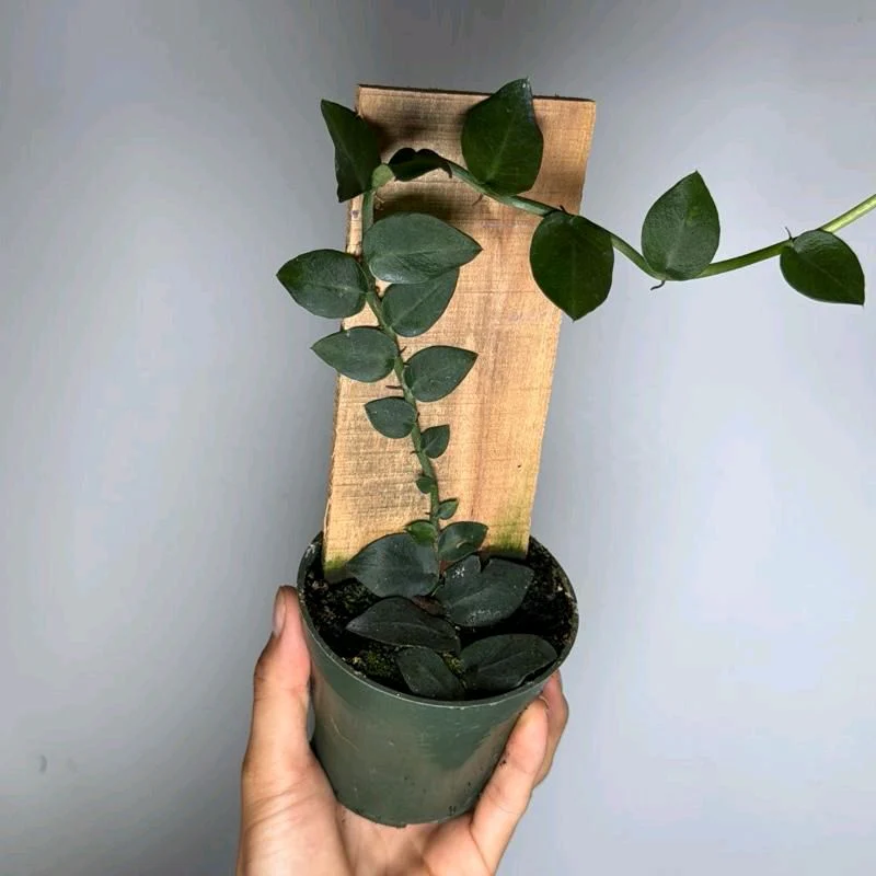 Rhaphidophora Hayii - Image 2