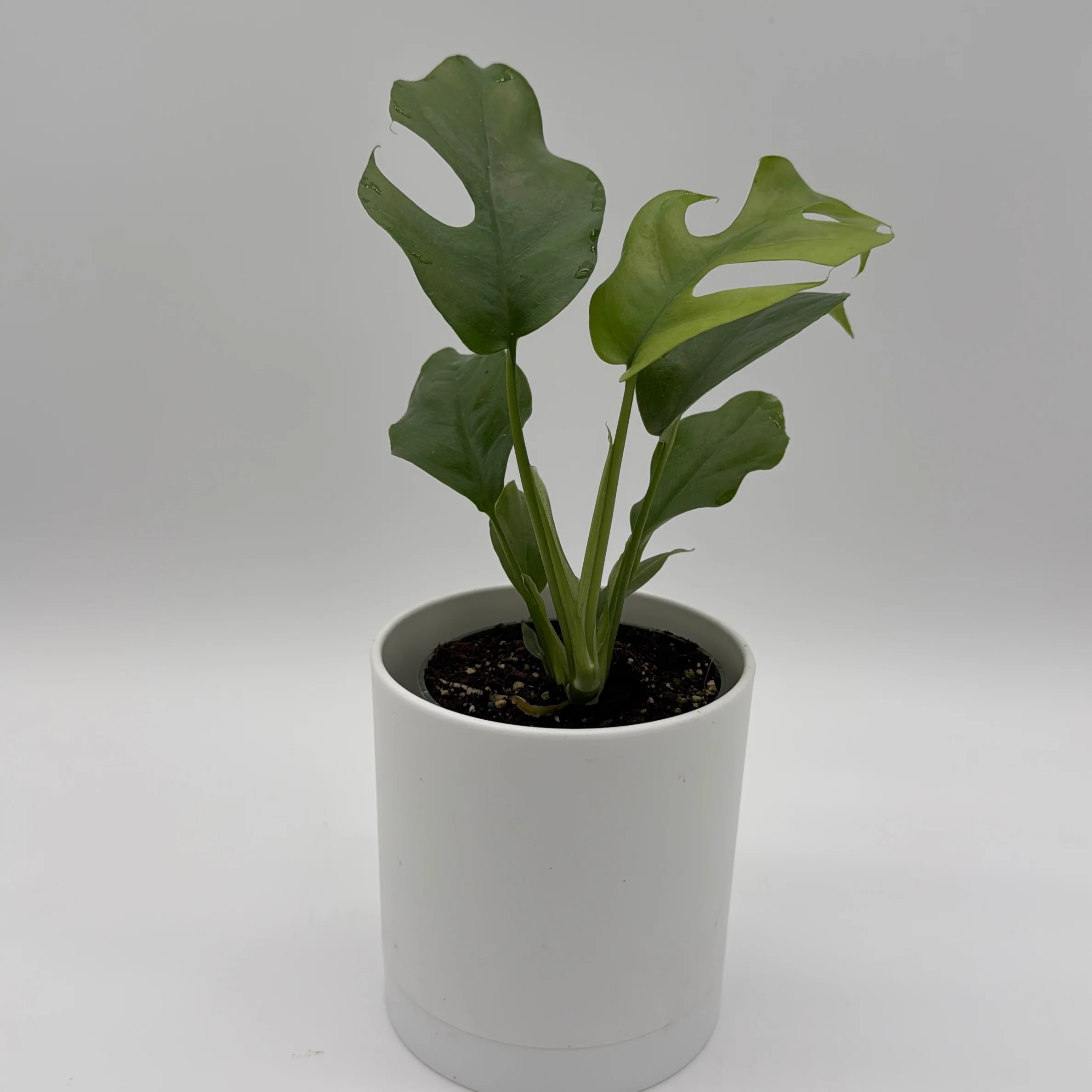 Rhaphidophora Tetrasperma (Mini Monstera) - Image 3