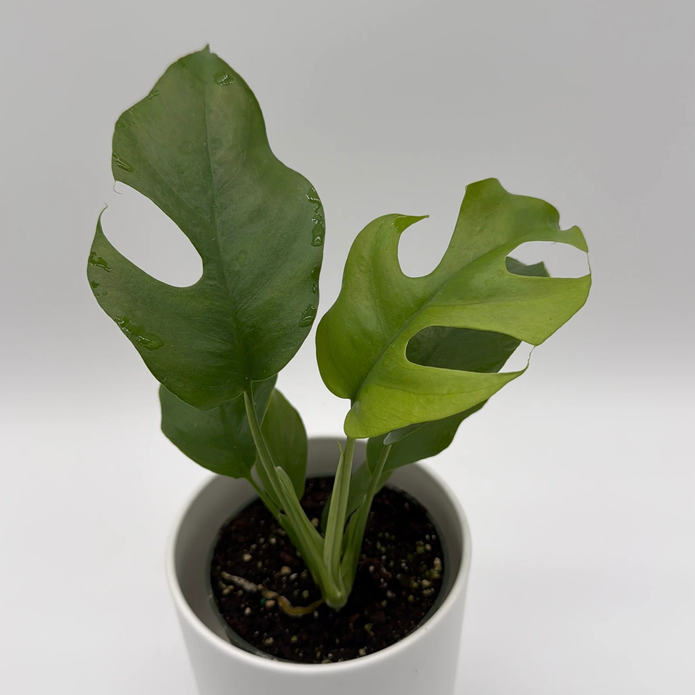 Rhaphidophora Tetrasperma (Mini Monstera) - Image 4