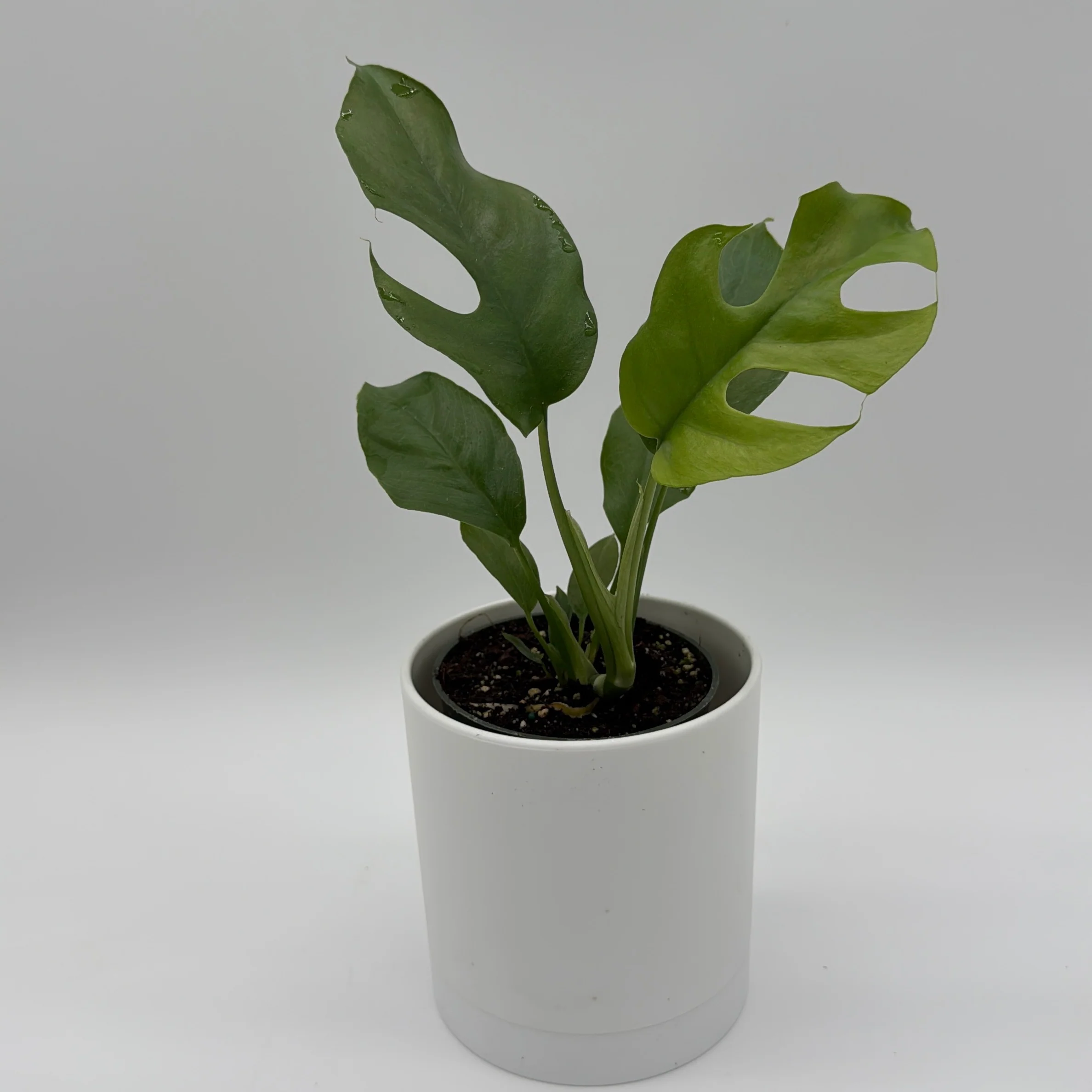 Rhaphidophora Tetrasperma (Mini Monstera) - Image 5