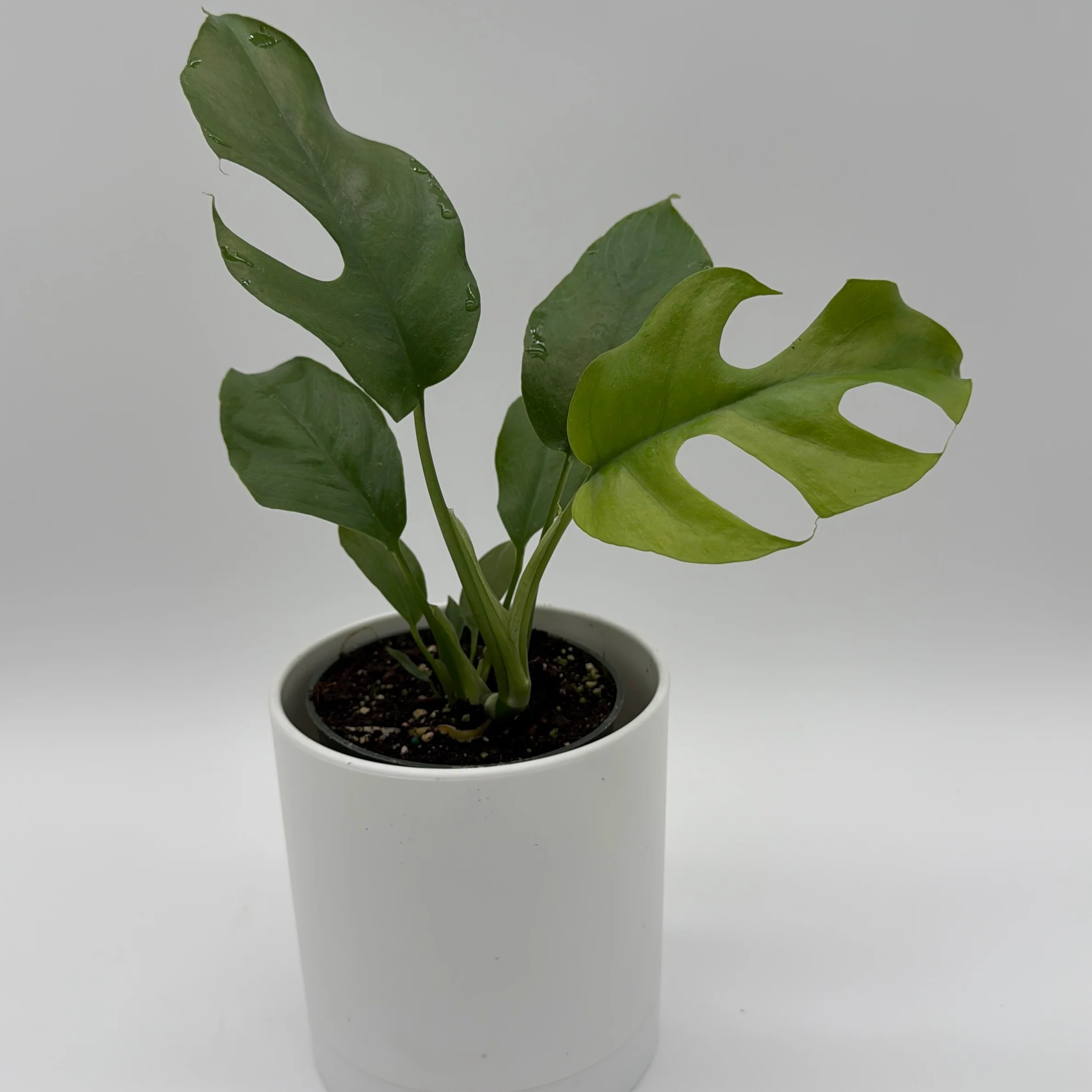 Rhaphidophora Tetrasperma (Mini Monstera) - Image 6