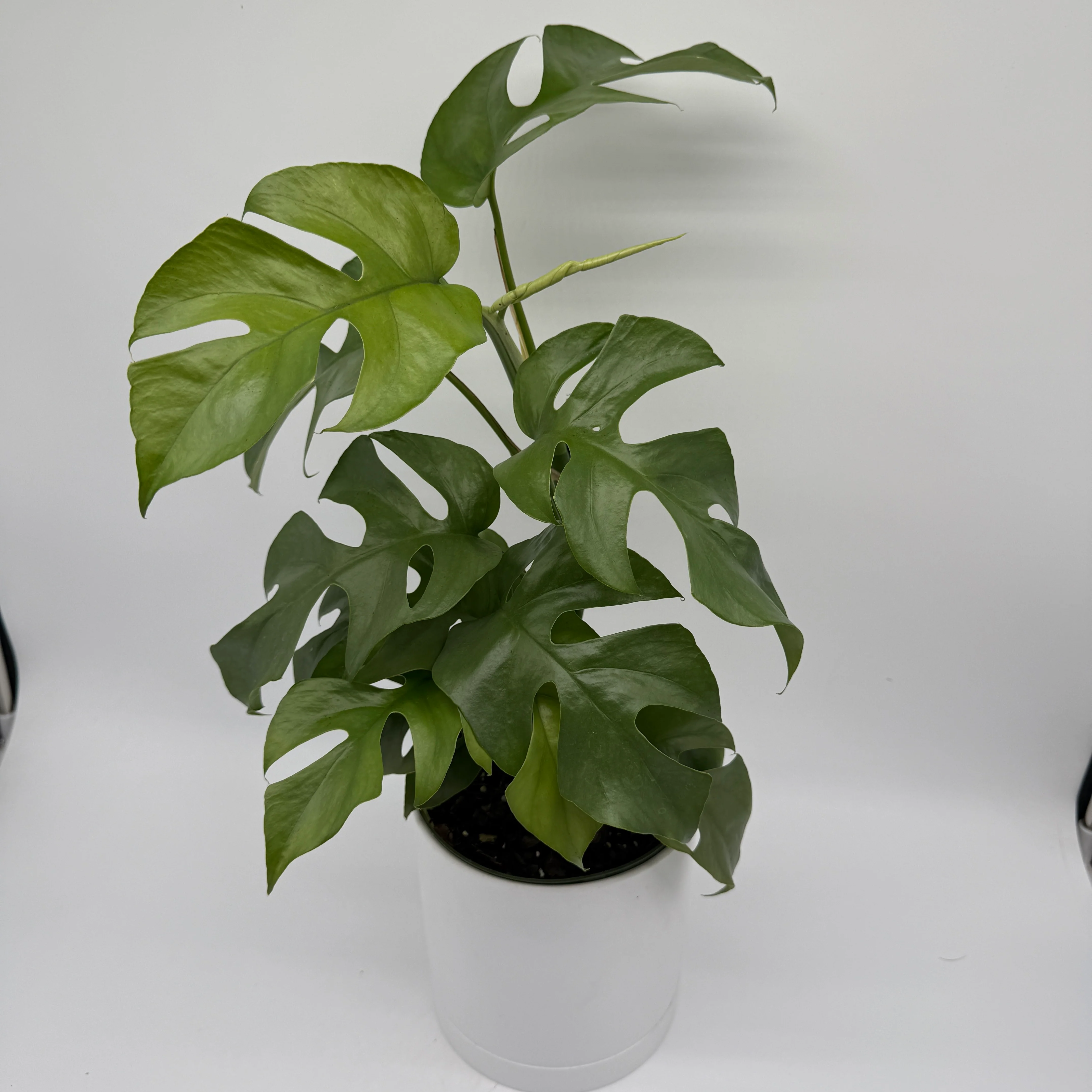 Rhaphidophora Tetrasperma (Mini Monstera) - Image 7