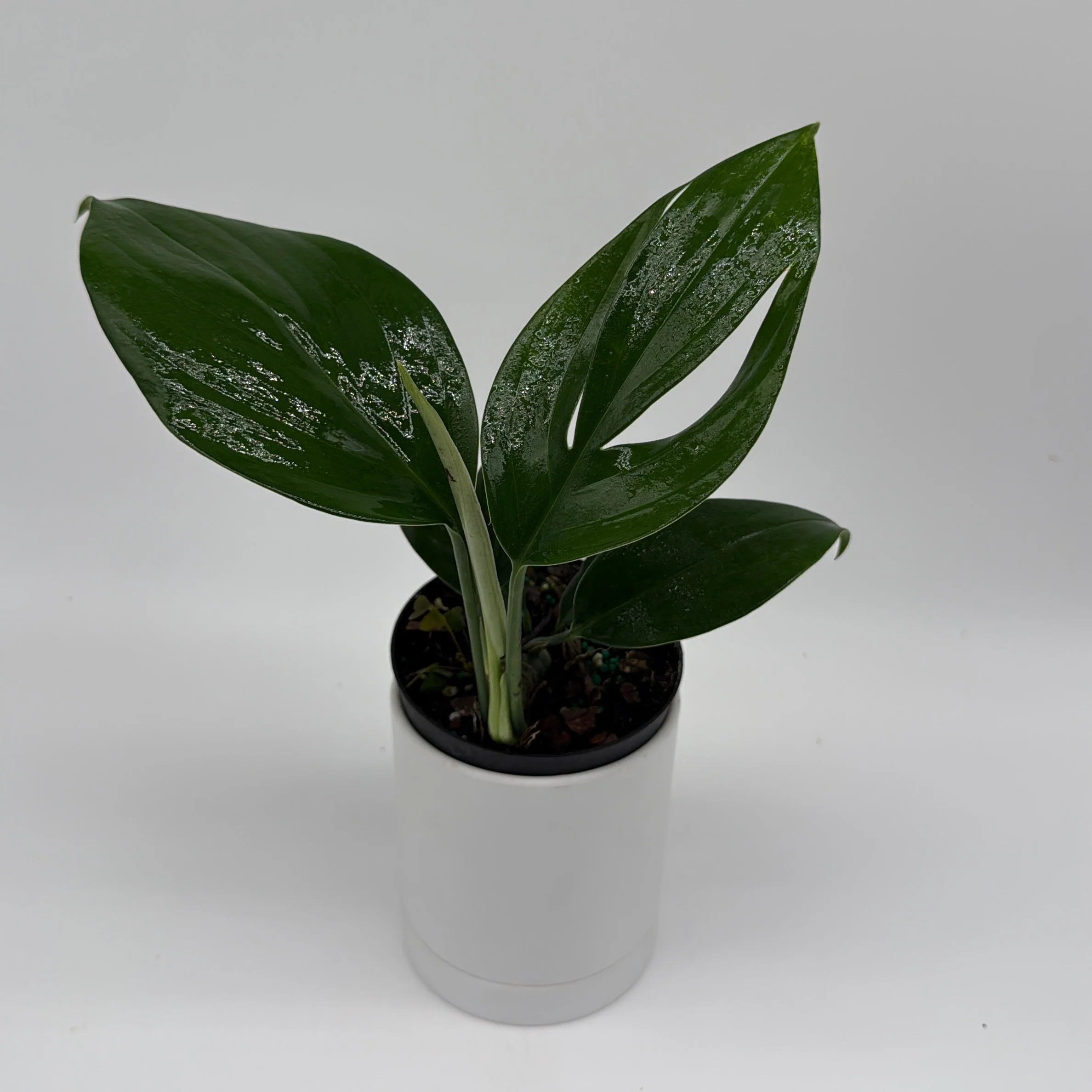 Rhaphidora Decursiva 'Dragon Tail' - Image 3