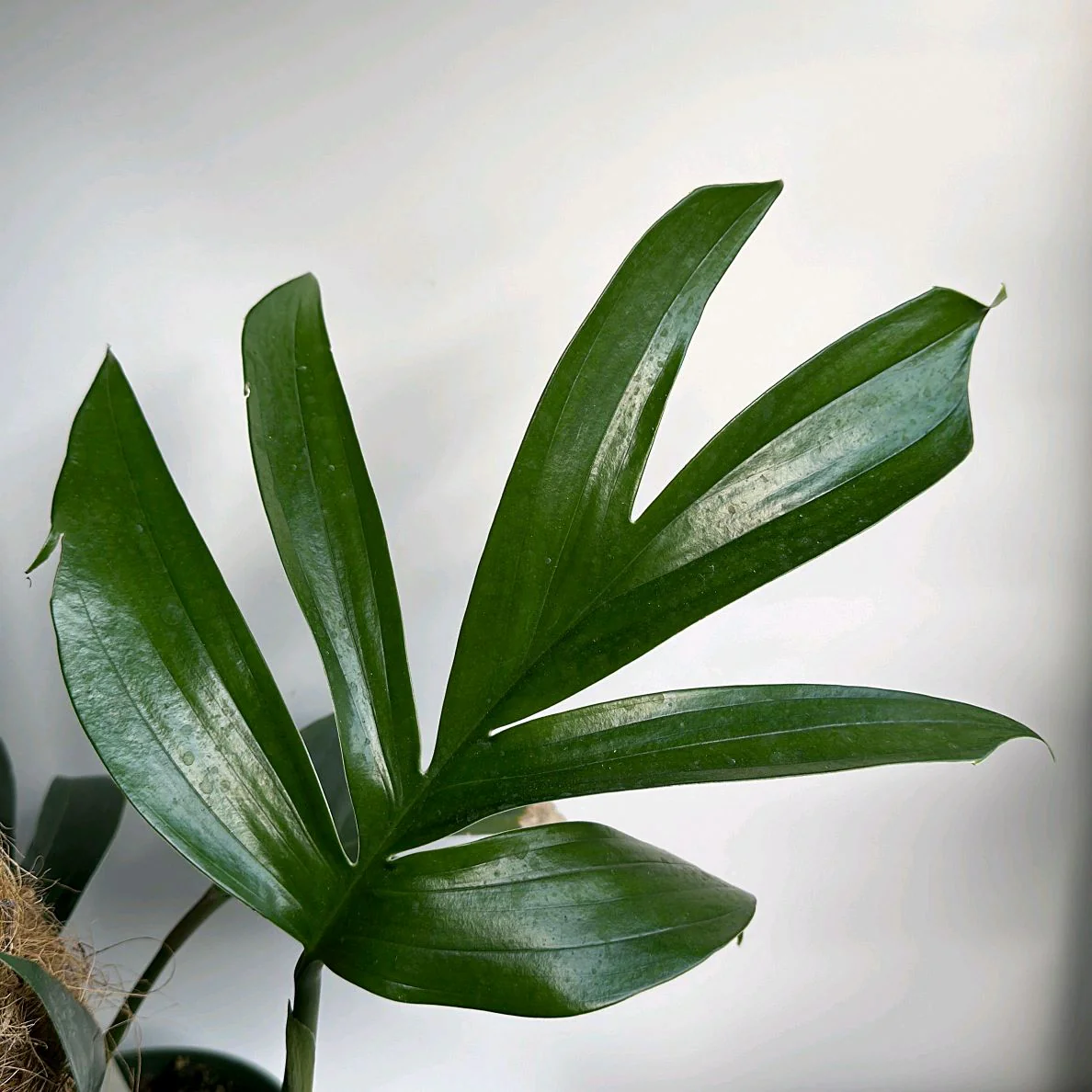 Rhaphidora Decursiva 'Dragon Tail' - Image 4