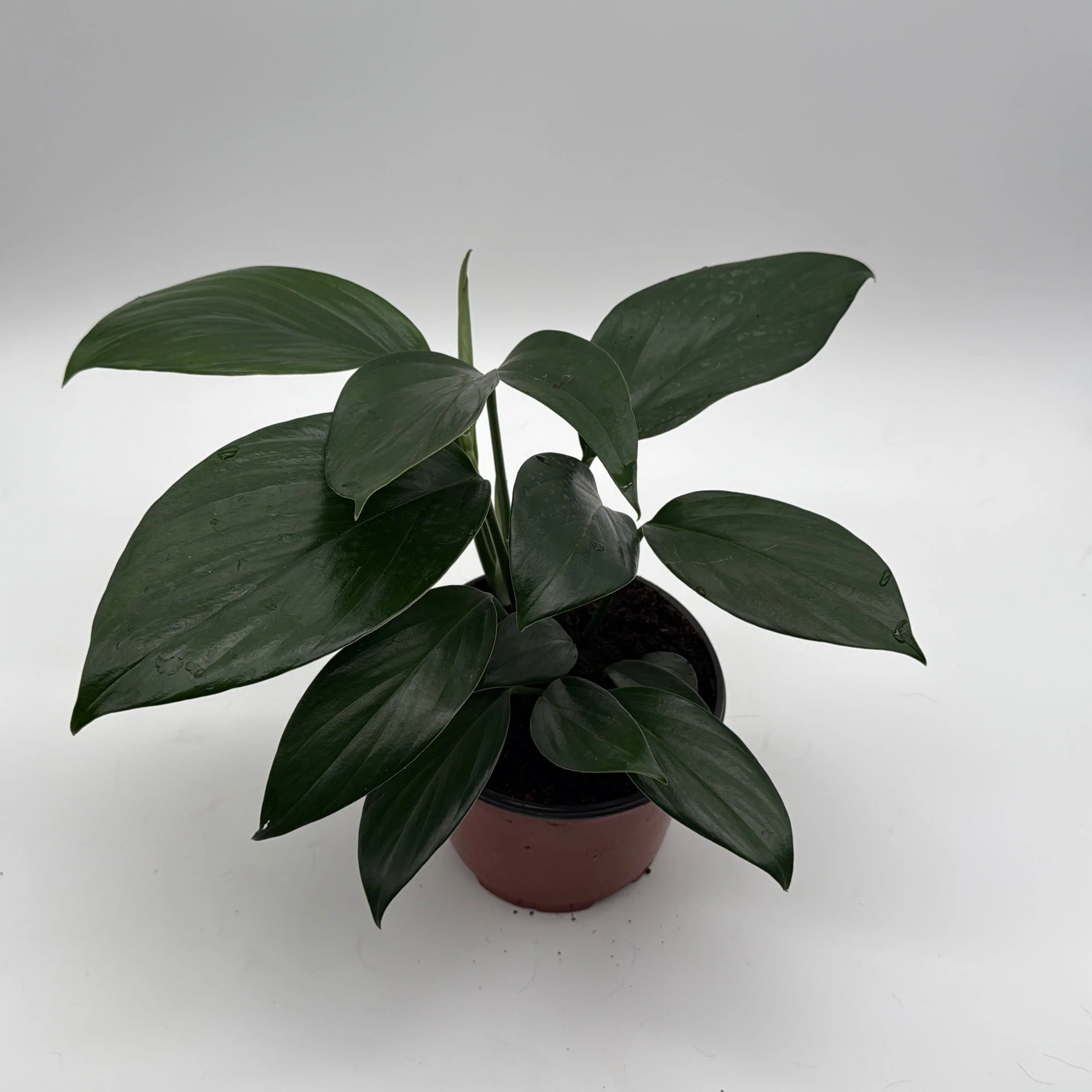 Rhaphidora Decursiva 'Dragon Tail' - Image 5