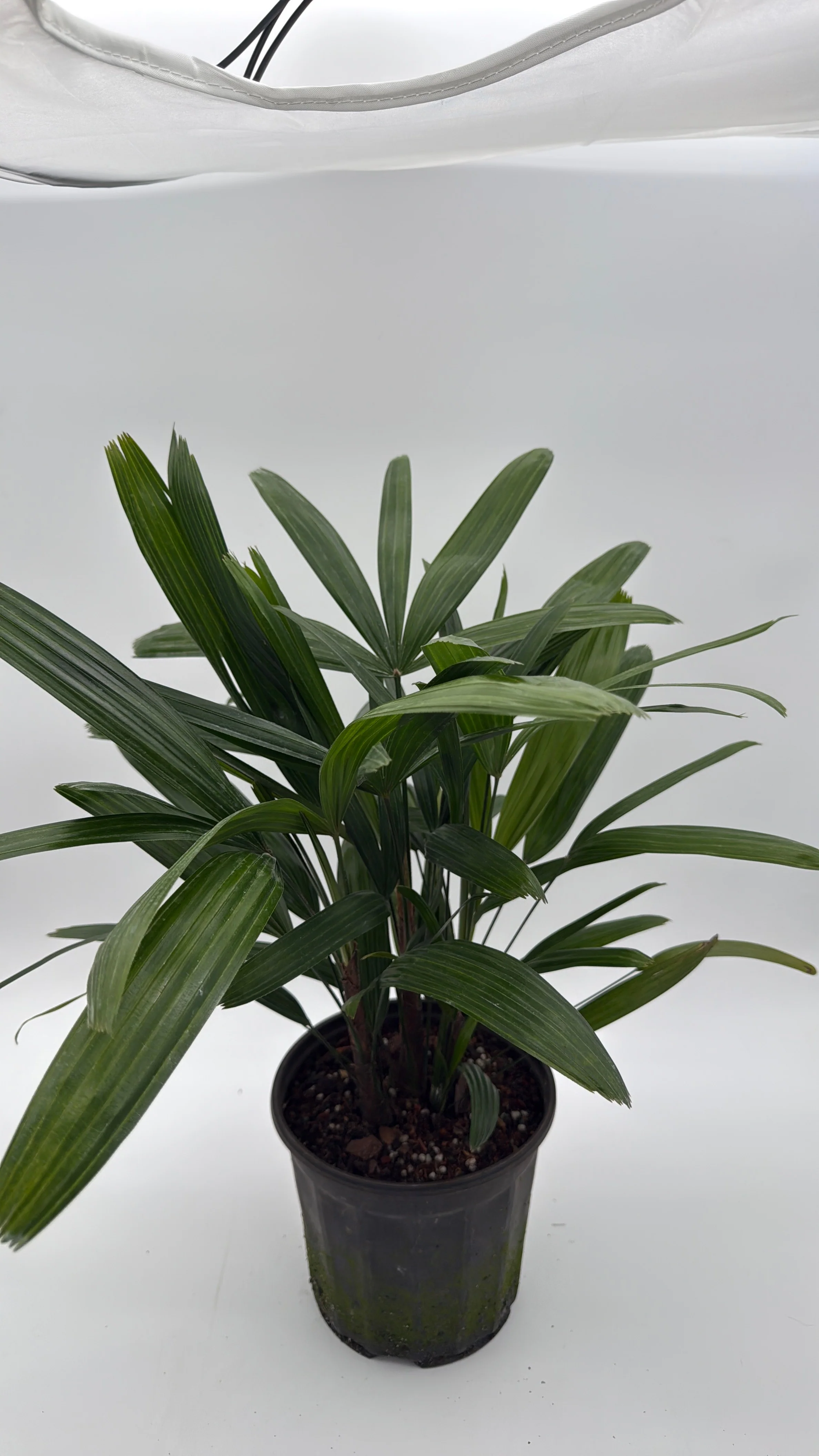 Rhapis Excelsa 'Lady Palm'