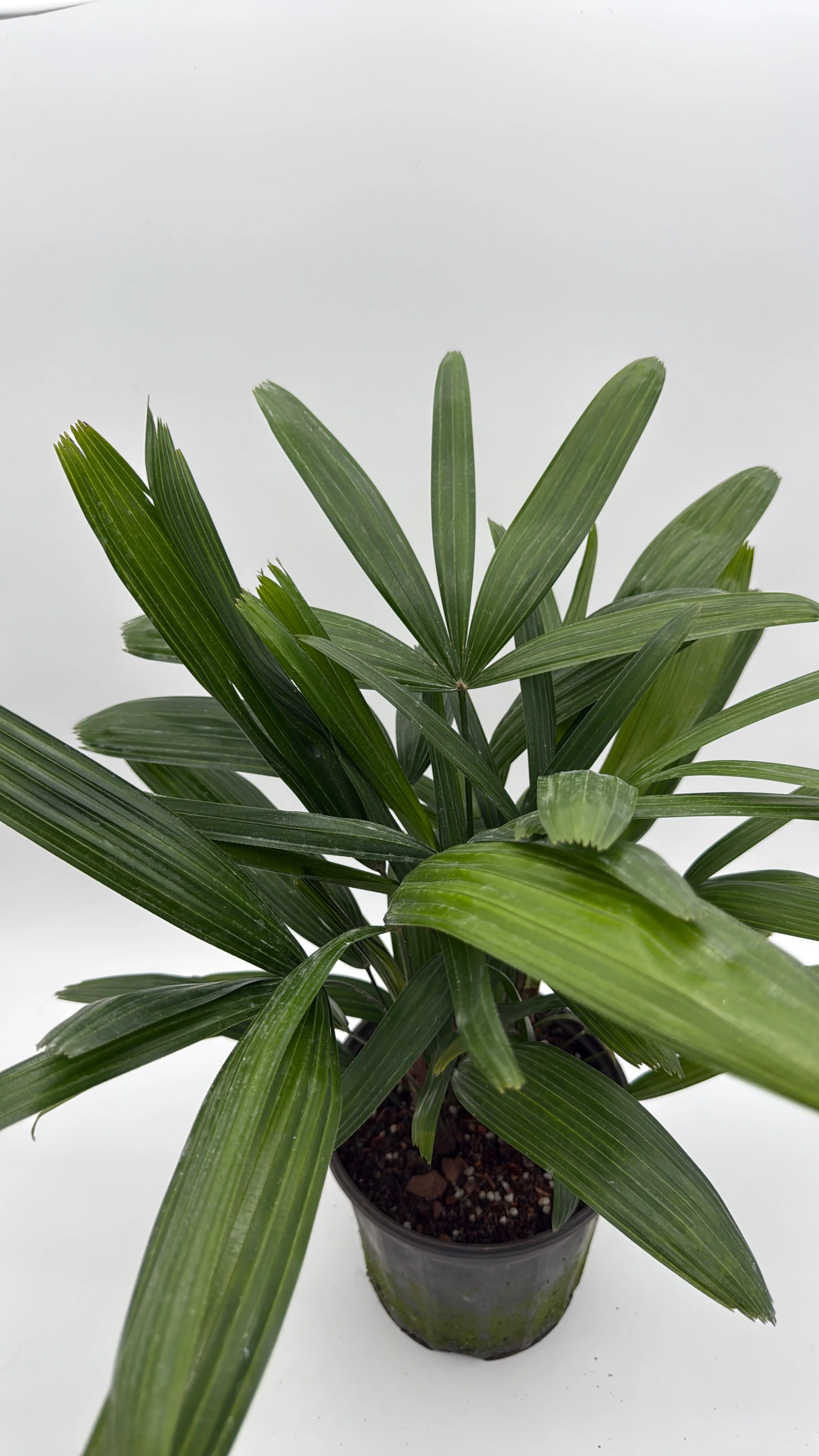 Rhapis Excelsa 'Lady Palm' - Image 2