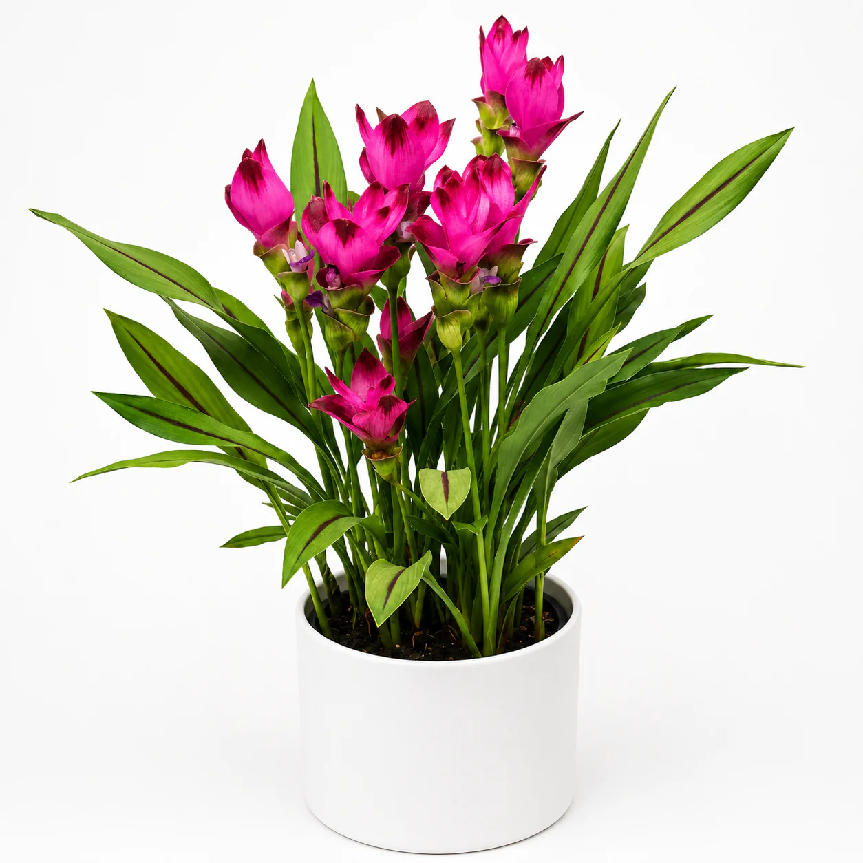 Ruby Siam Tulip