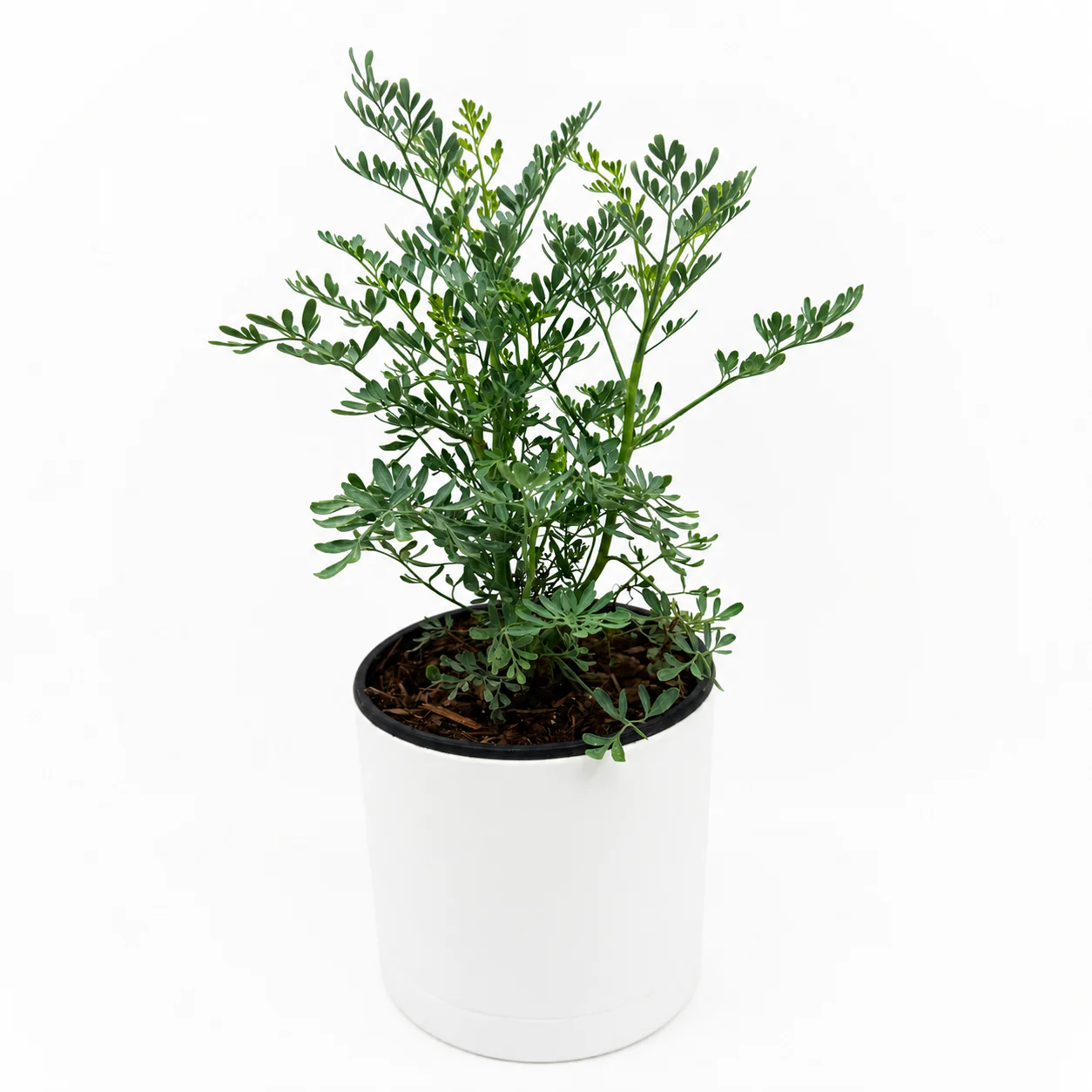 Rue Plant - Image 2