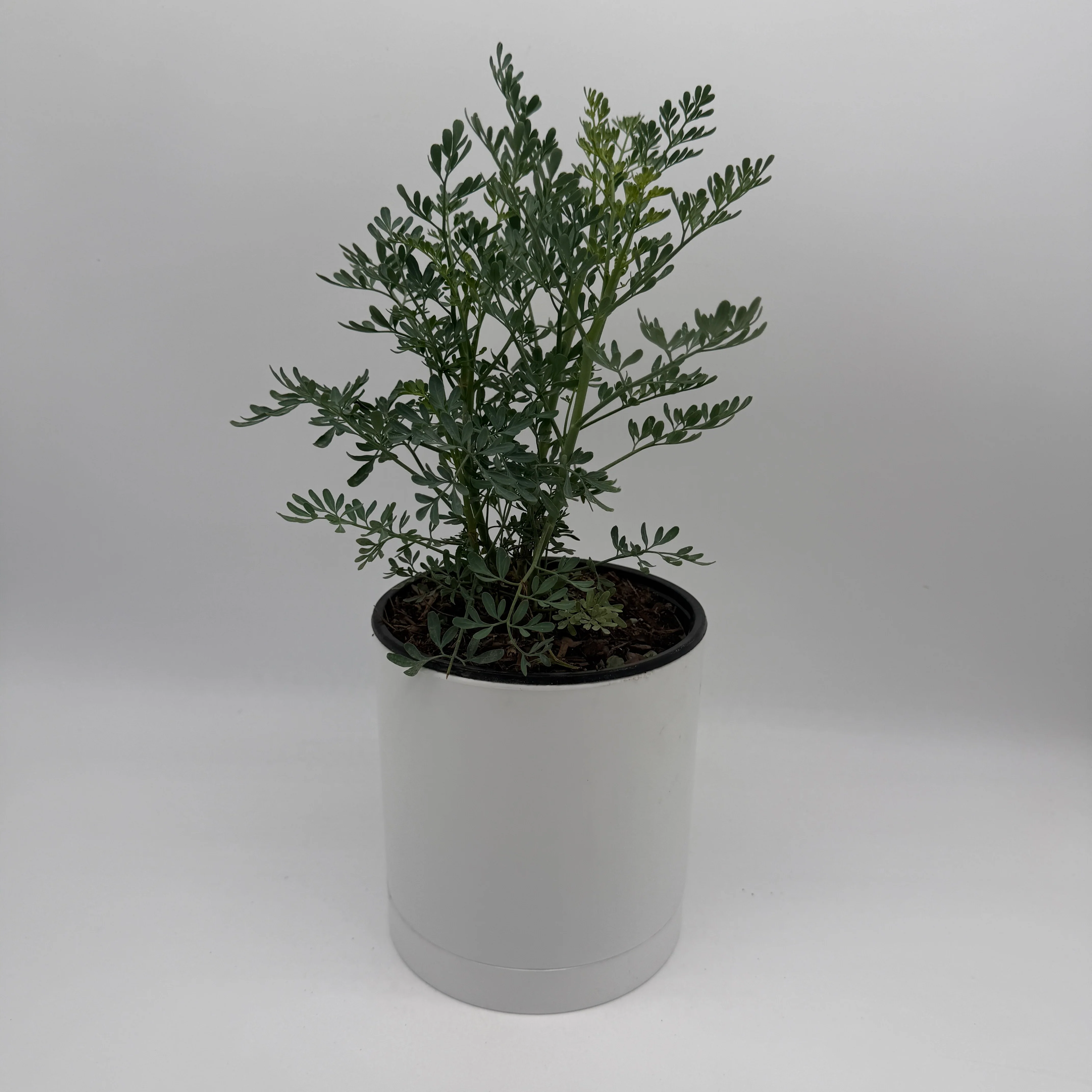 Rue Plant - Image 3