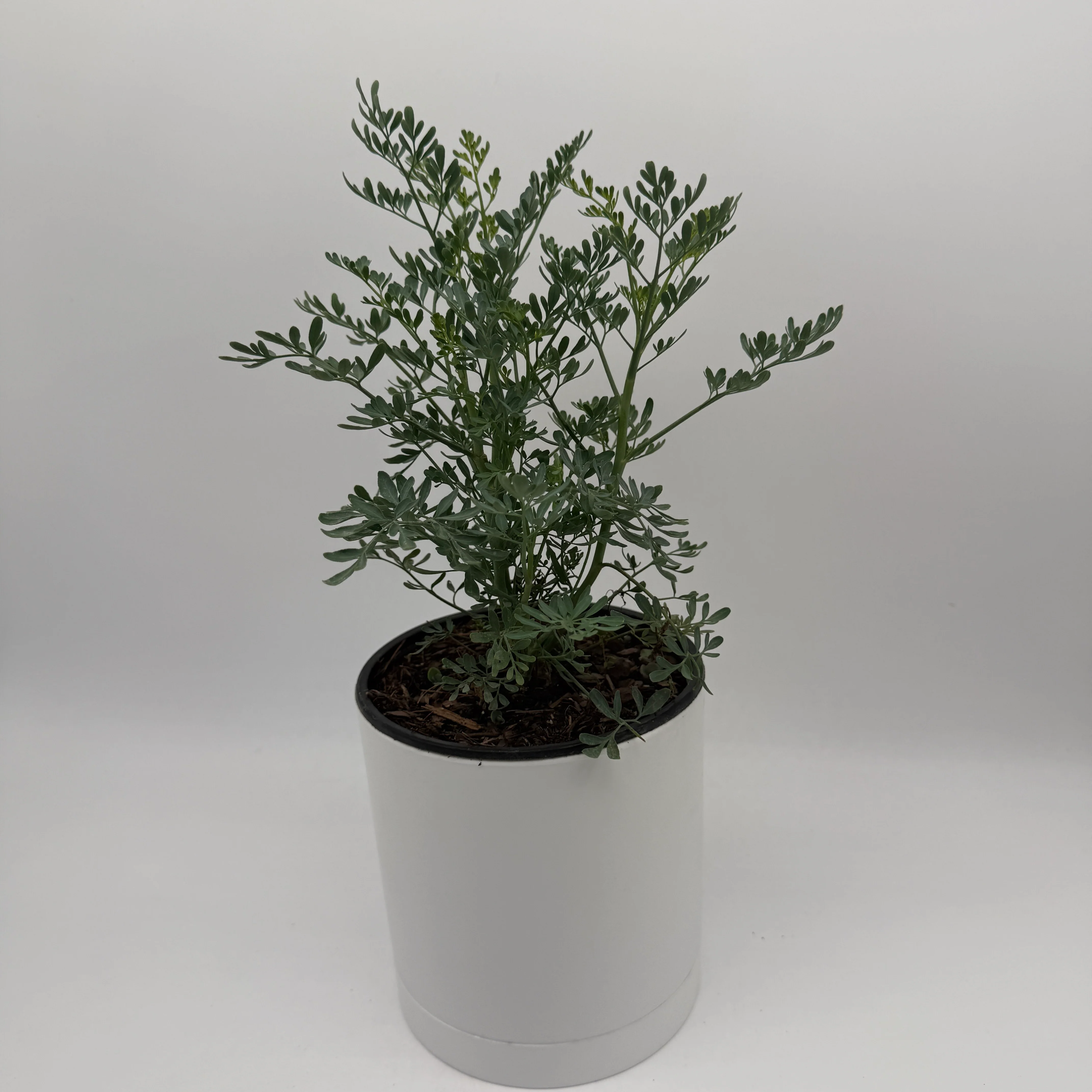 Rue Plant - Image 4