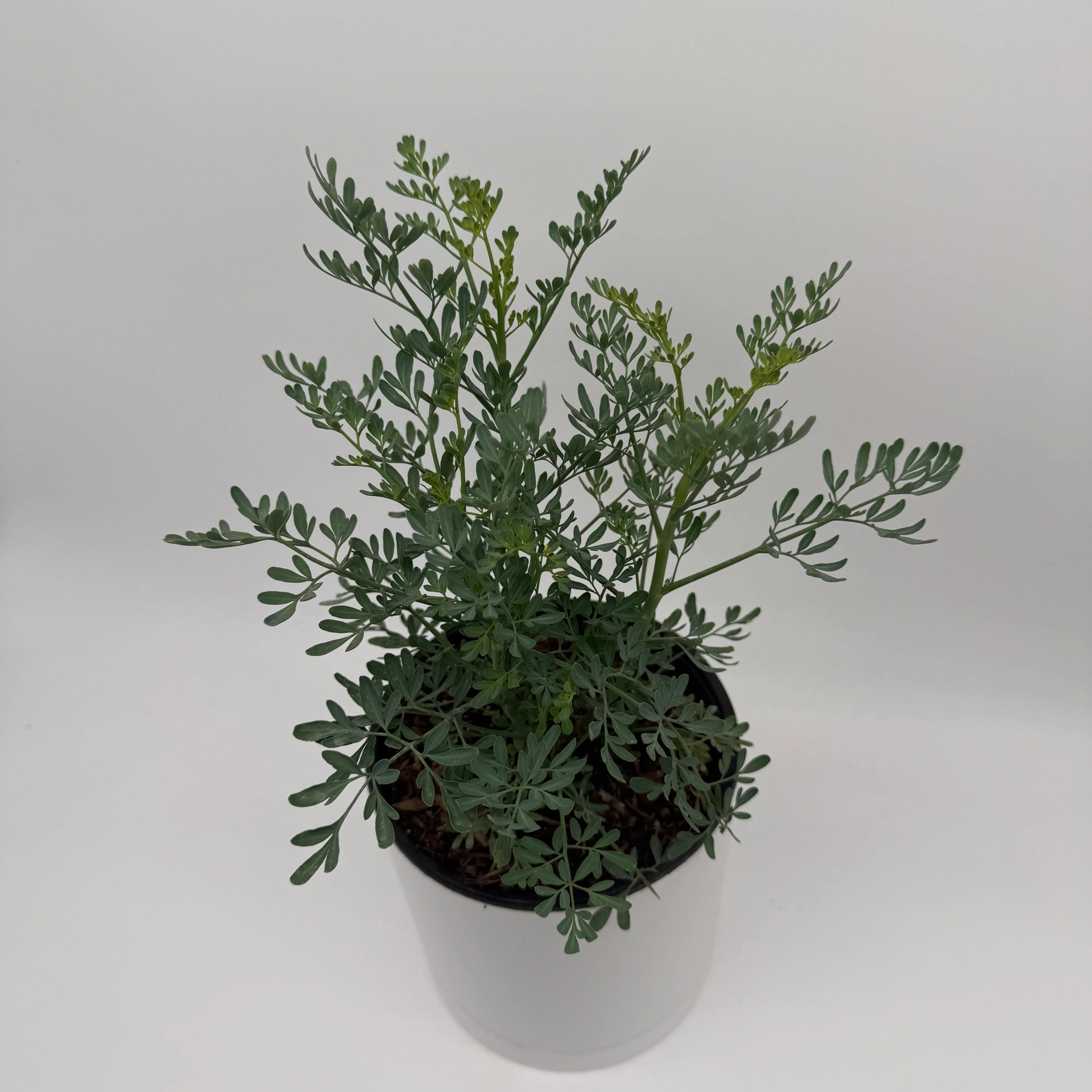 Rue Plant - Image 5