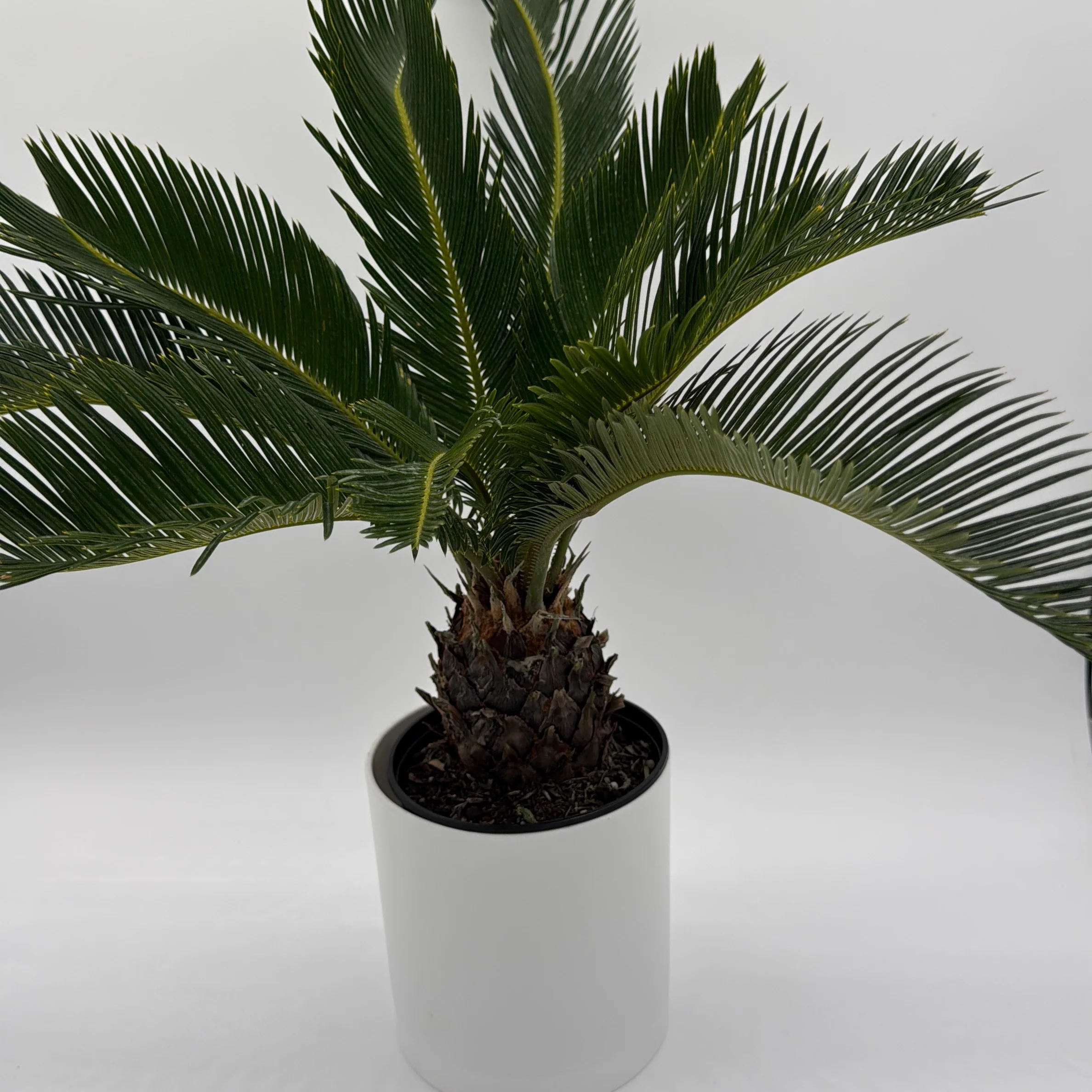 Sago Palm - Image 2