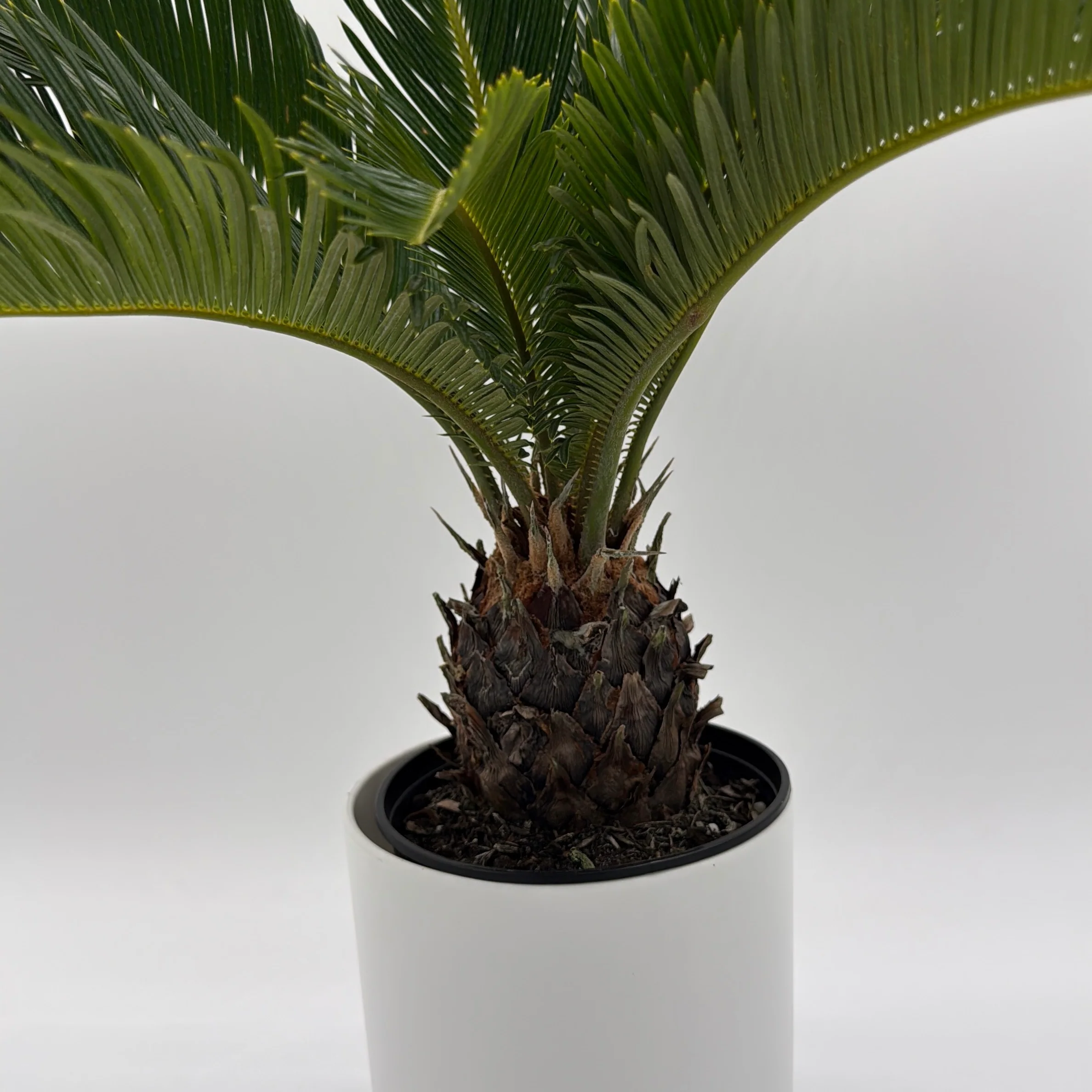 Sago Palm - Image 3