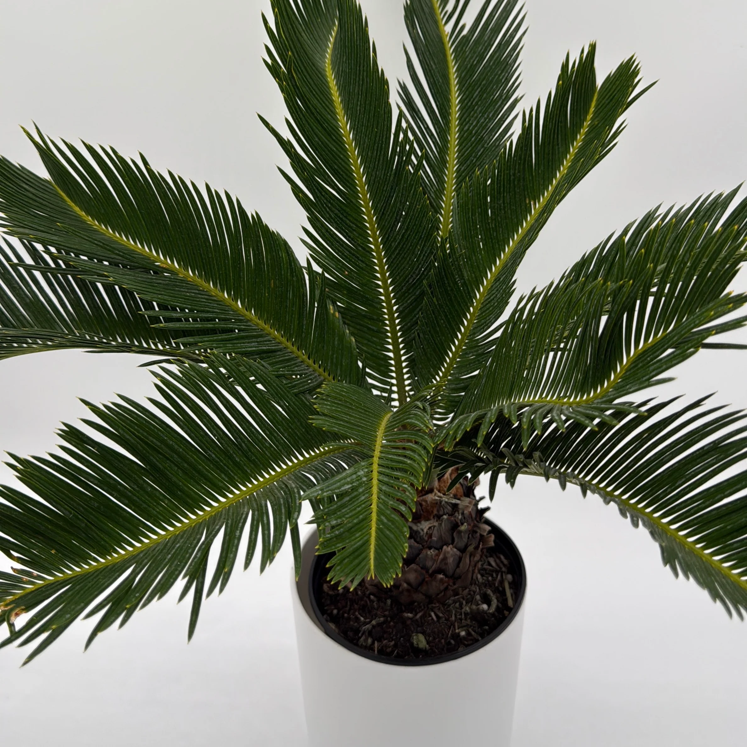 Sago Palm - Image 4
