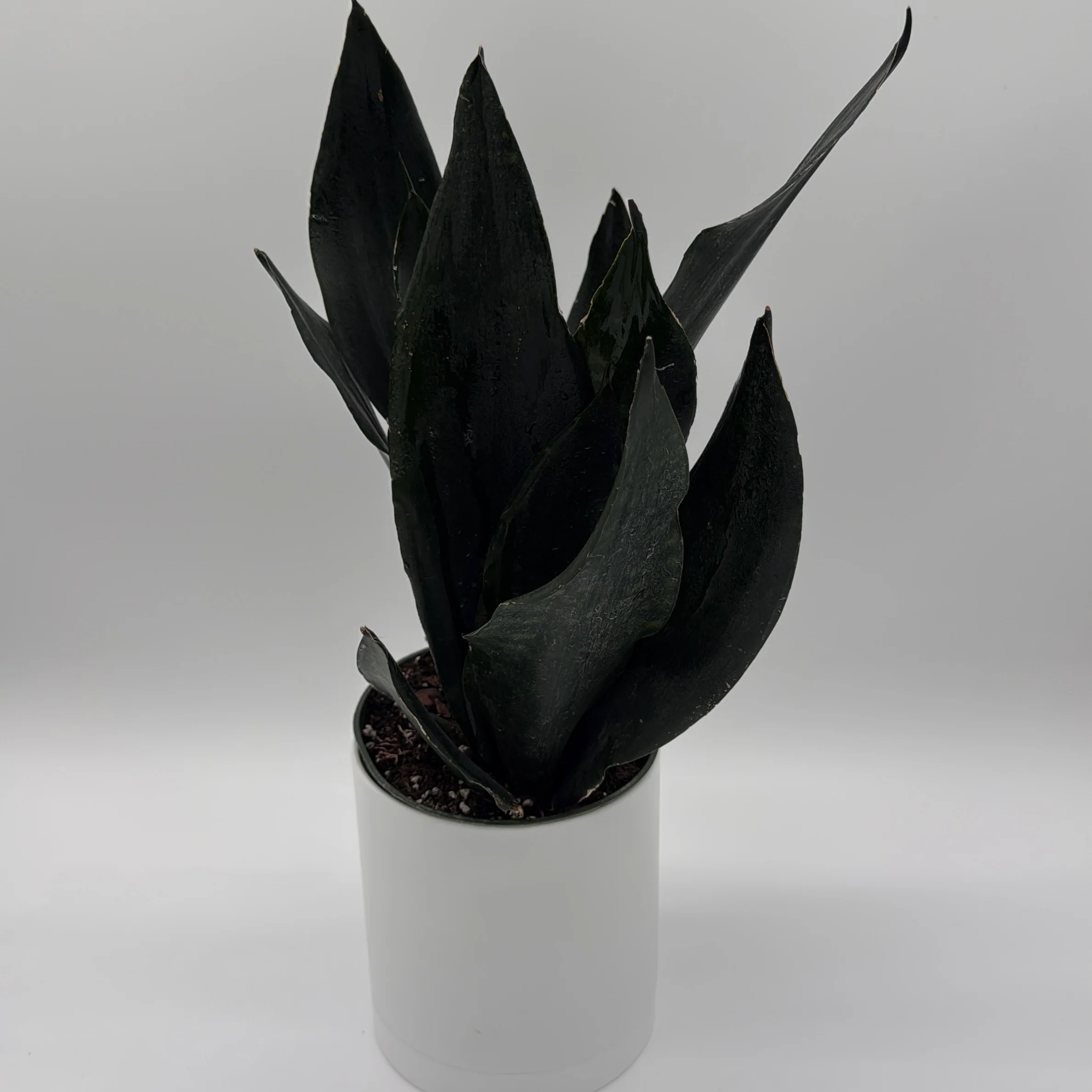 Sansevieria 'Black Dragon' - Image 3
