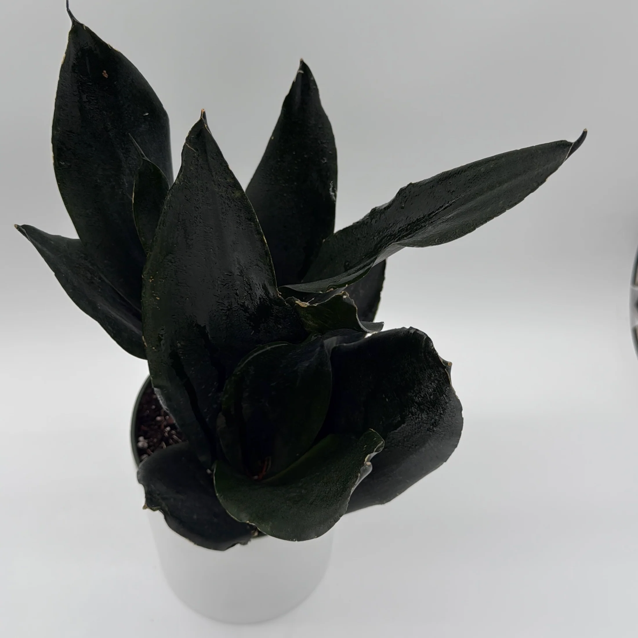 Sansevieria 'Black Dragon' - Image 4
