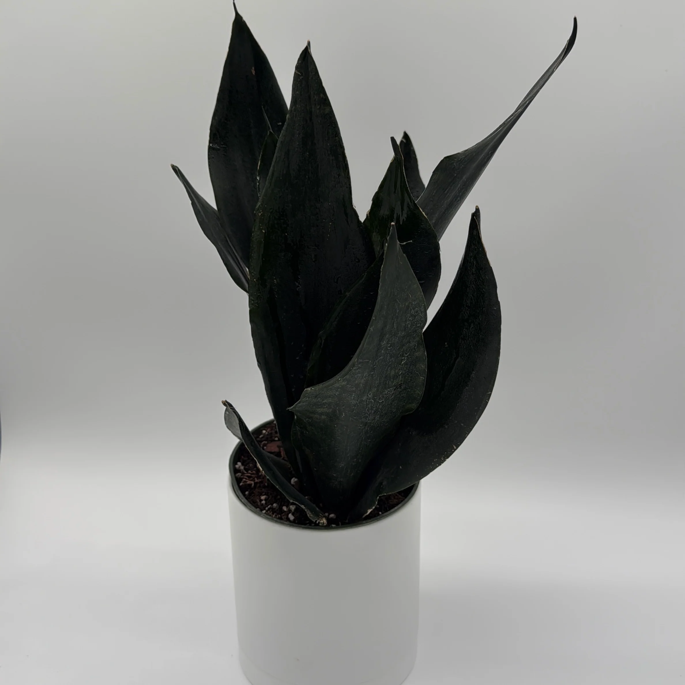 Sansevieria 'Black Dragon' - Image 5