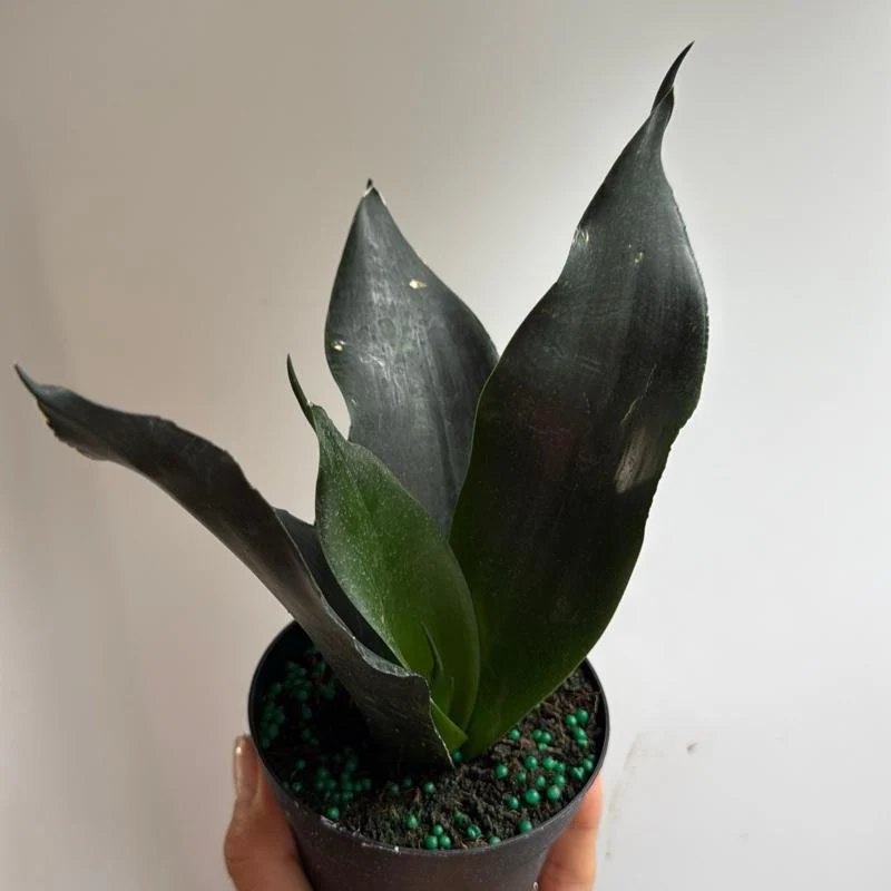 Sansevieria 'Black Dragon' - Image 6