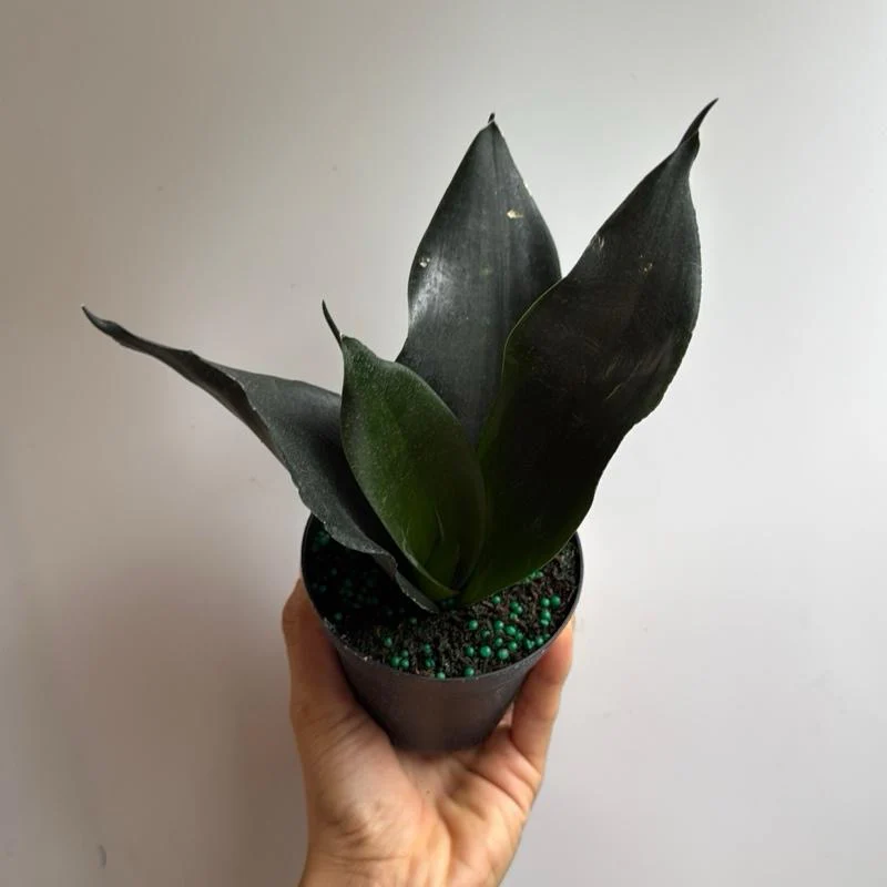 Sansevieria 'Black Dragon' - Image 7