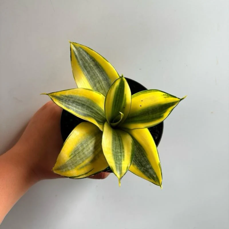 Sansevieria Hahnii 'Sunny Star' - Image 2
