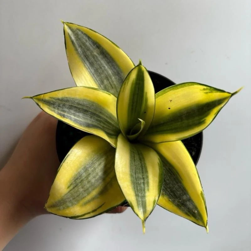 Sansevieria Hahnii 'Sunny Star' - Image 3