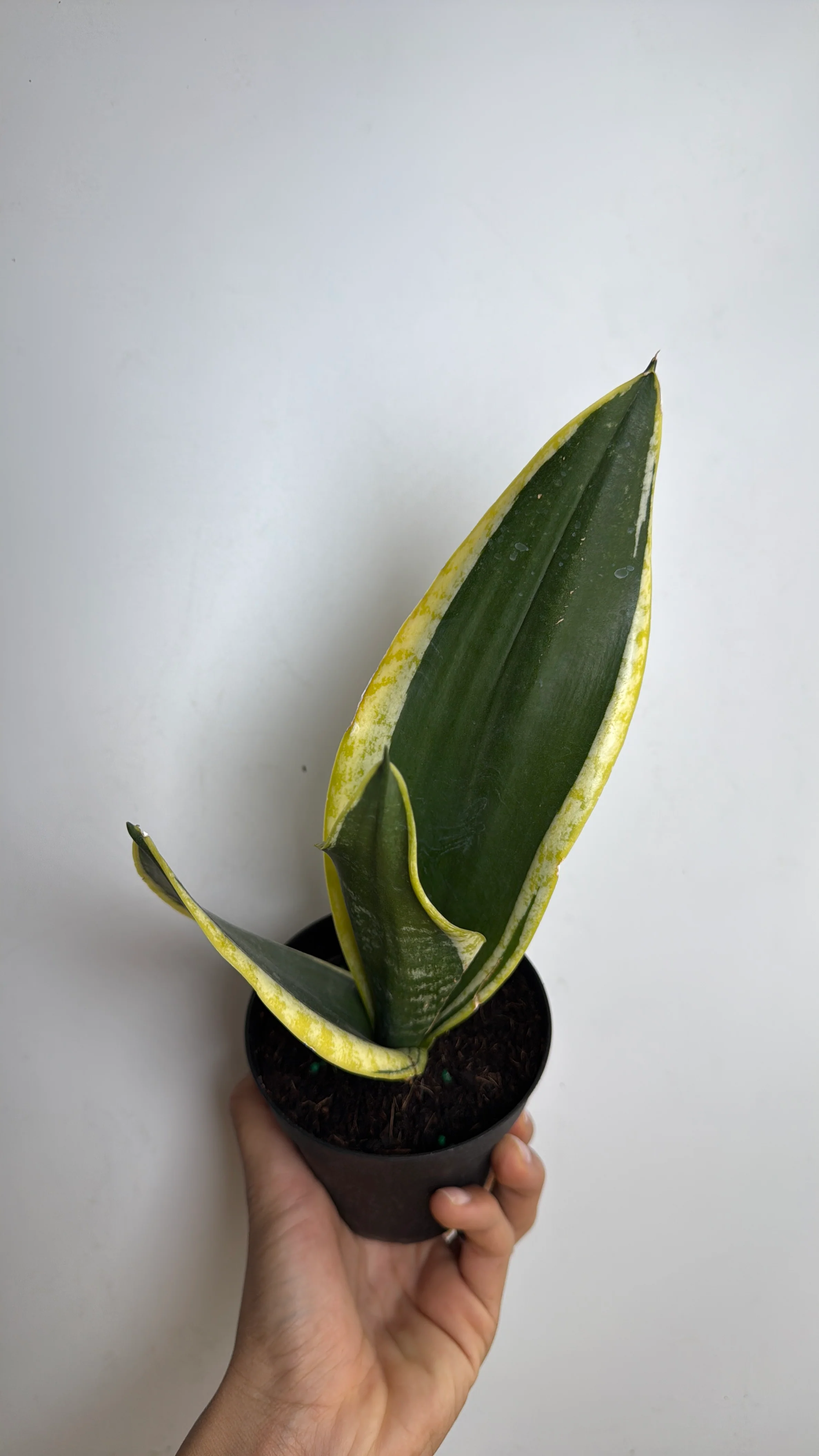 Sansevieria Zeylanica 'Black Gold' - Image 2