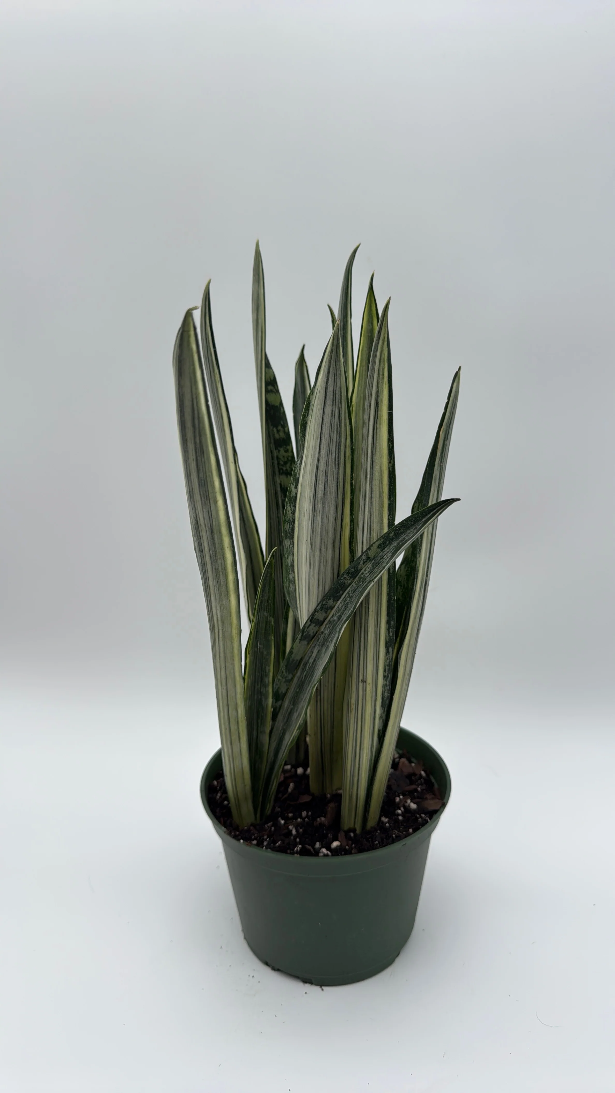 Sansevieria 'Bantel's Sensation' - Image 2