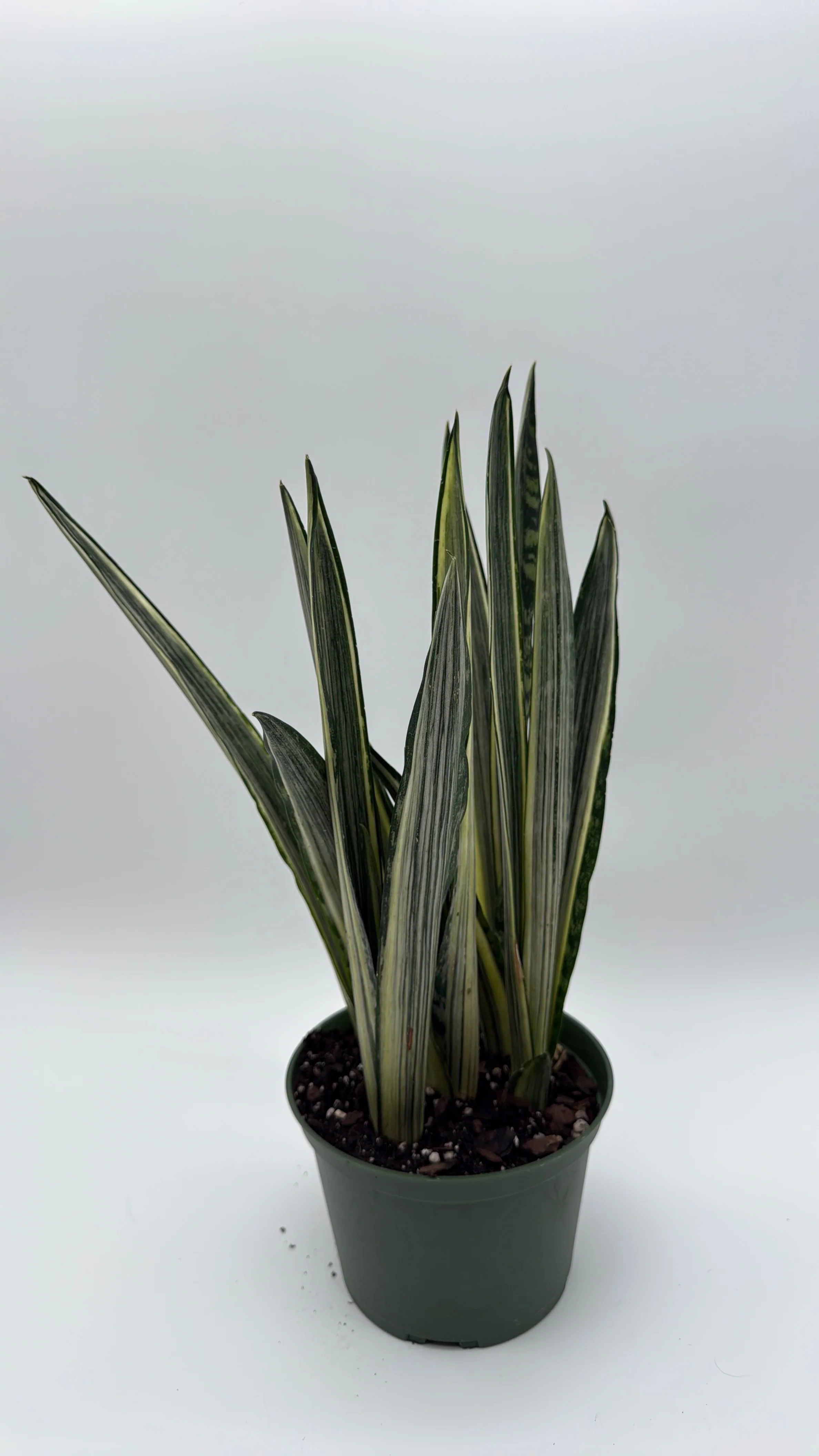 Sansevieria 'Bantel's Sensation' - Image 3
