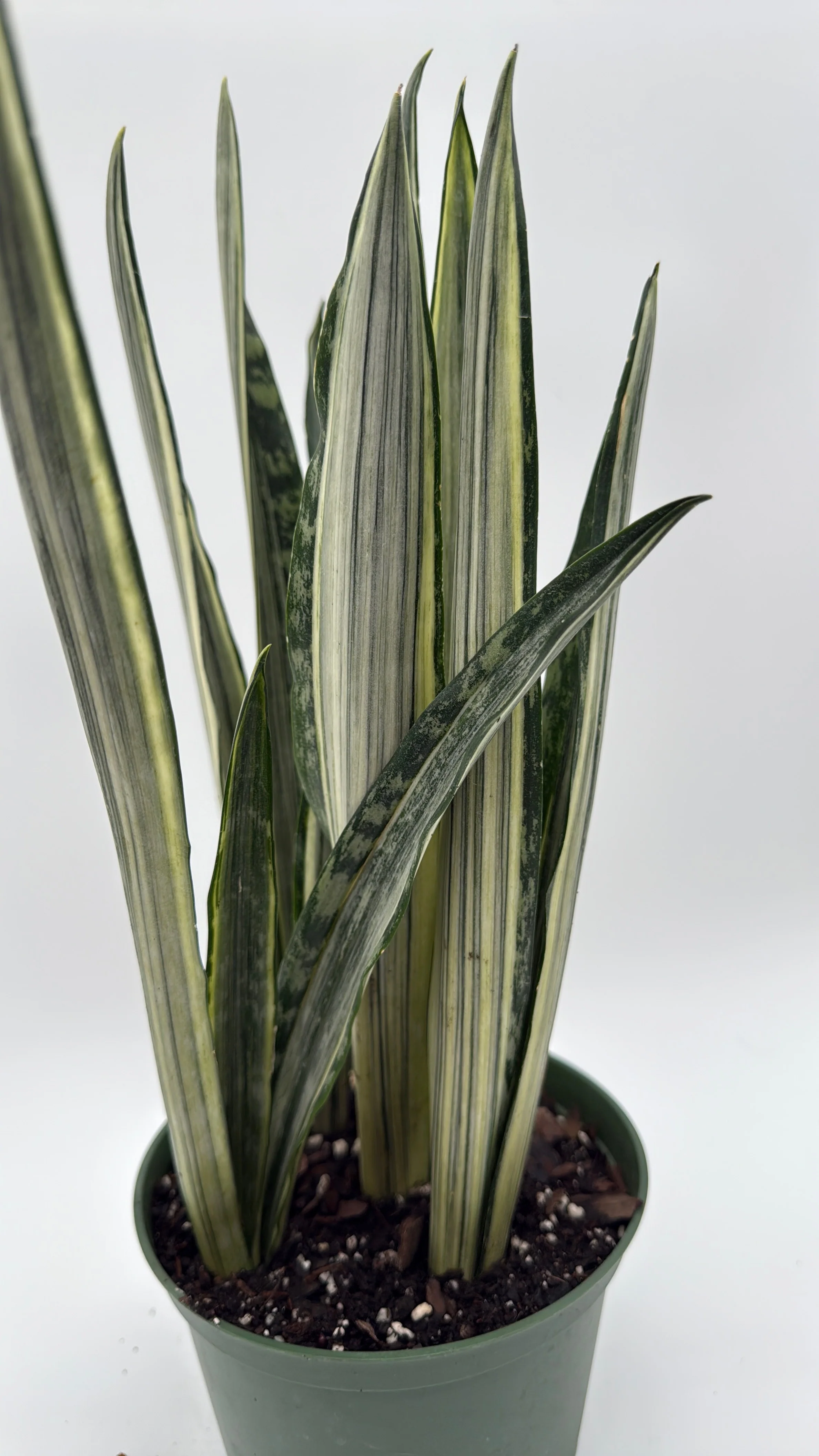 Sansevieria 'Bantel's Sensation' - Image 4