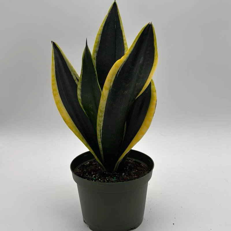 Sansevieria Black Flame - Image 3