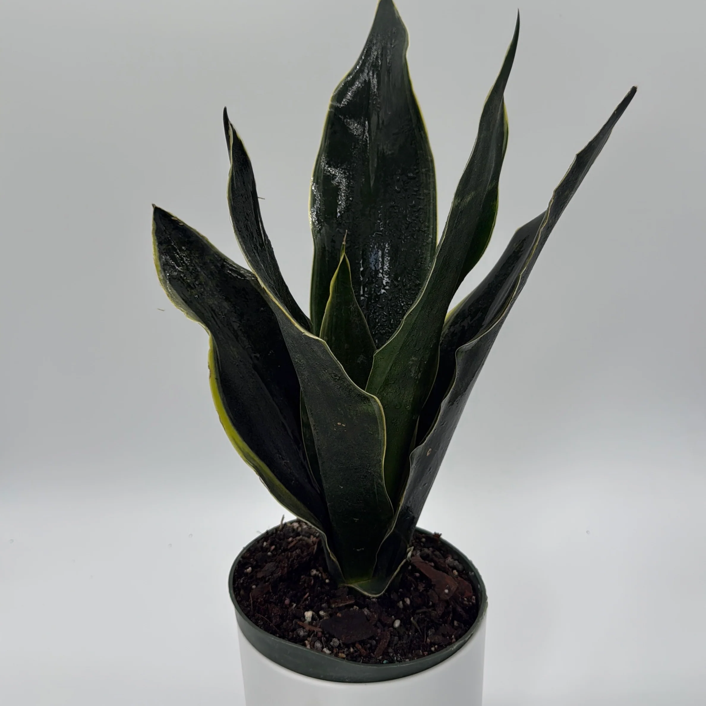 Sansevieria 'Fabi' - Image 2