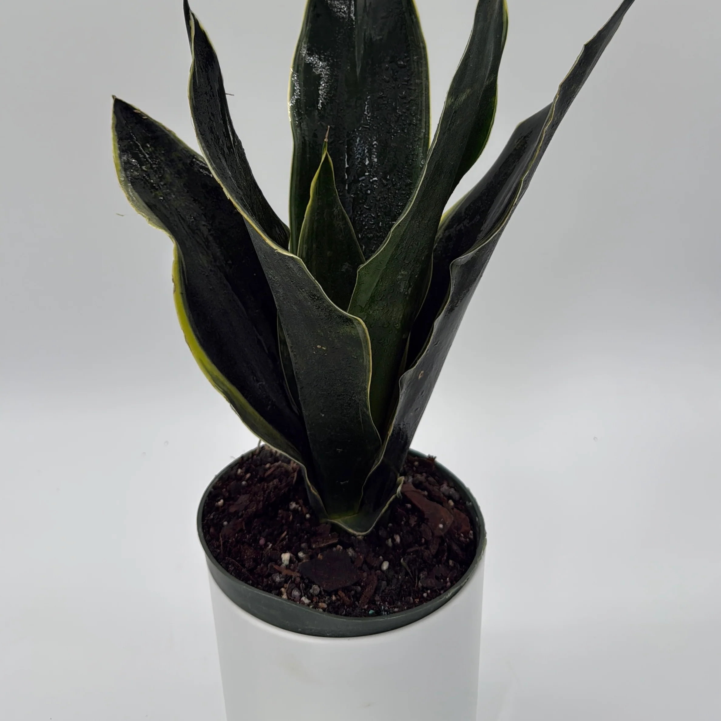 Sansevieria 'Fabi' - Image 3