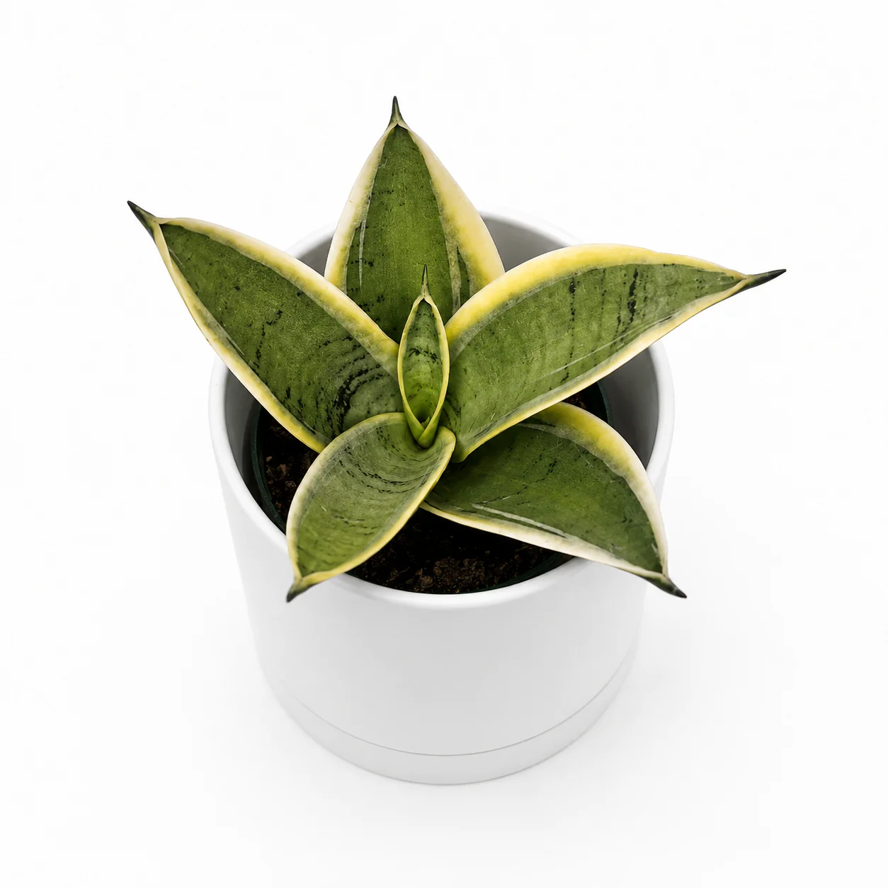 Sansevieria 'Ghost Blade'