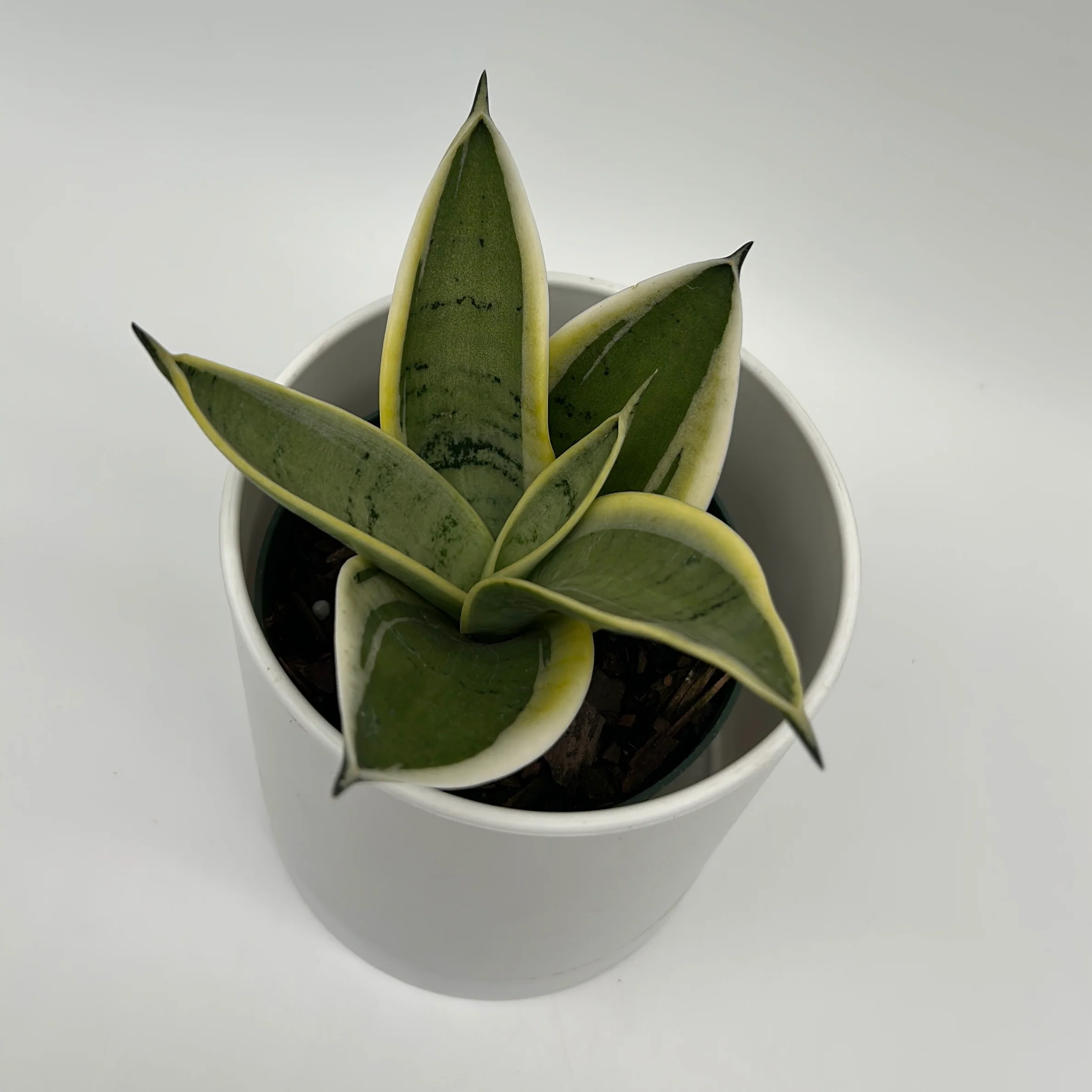 Sansevieria 'Ghost Blade' - Image 2