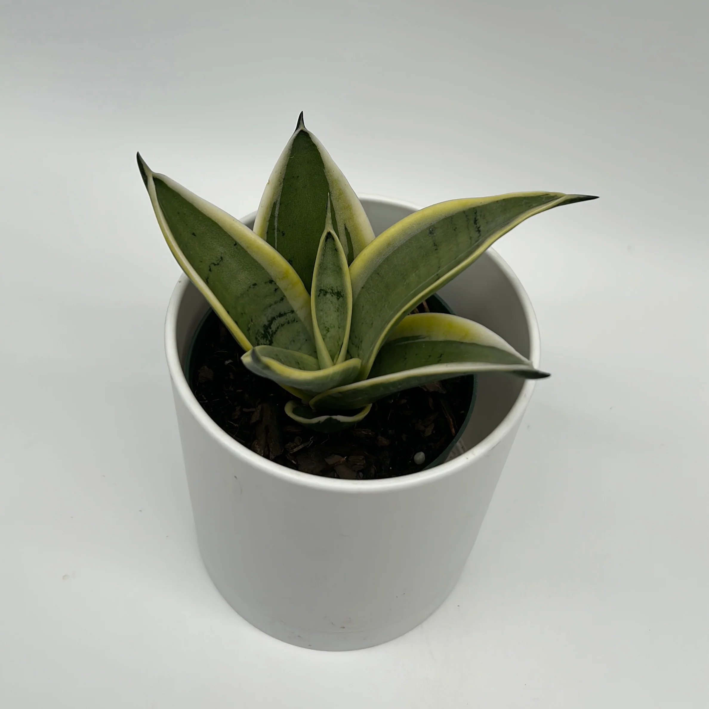 Sansevieria 'Ghost Blade' - Image 3