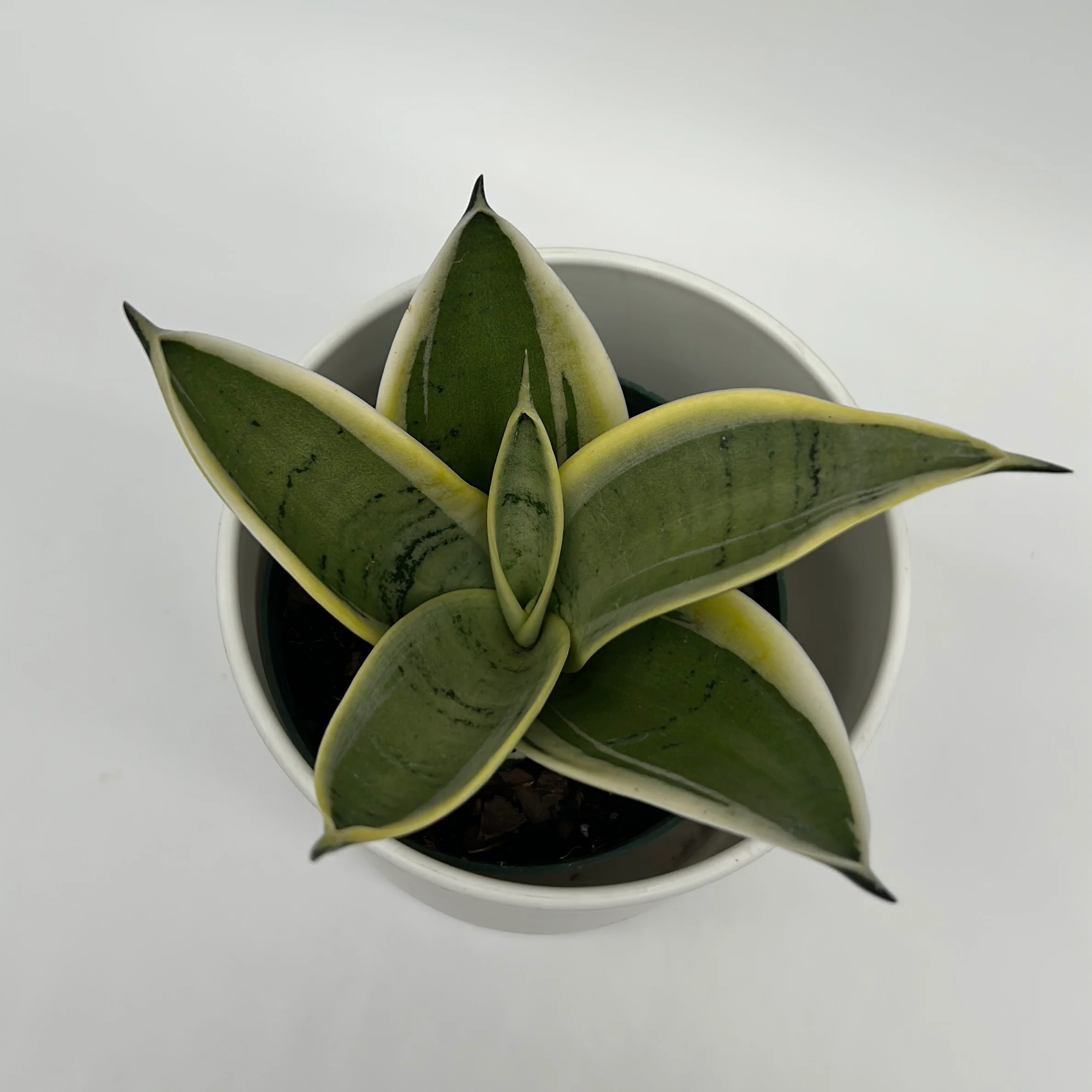 Sansevieria 'Ghost Blade' - Image 4