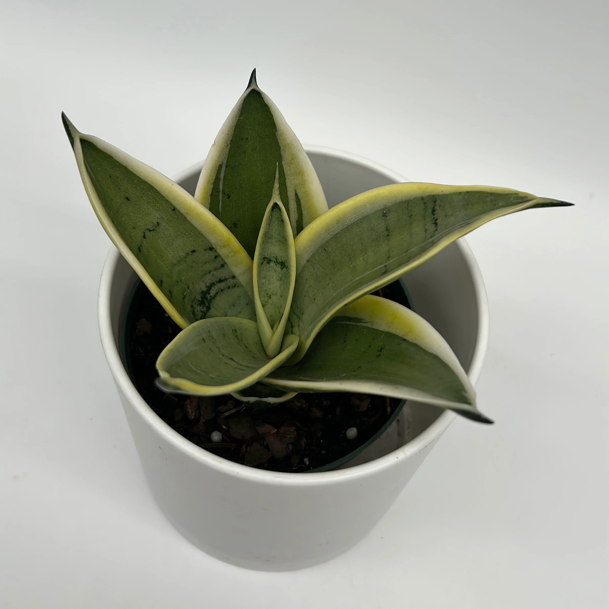 Sansevieria 'Ghost Blade' - Image 5