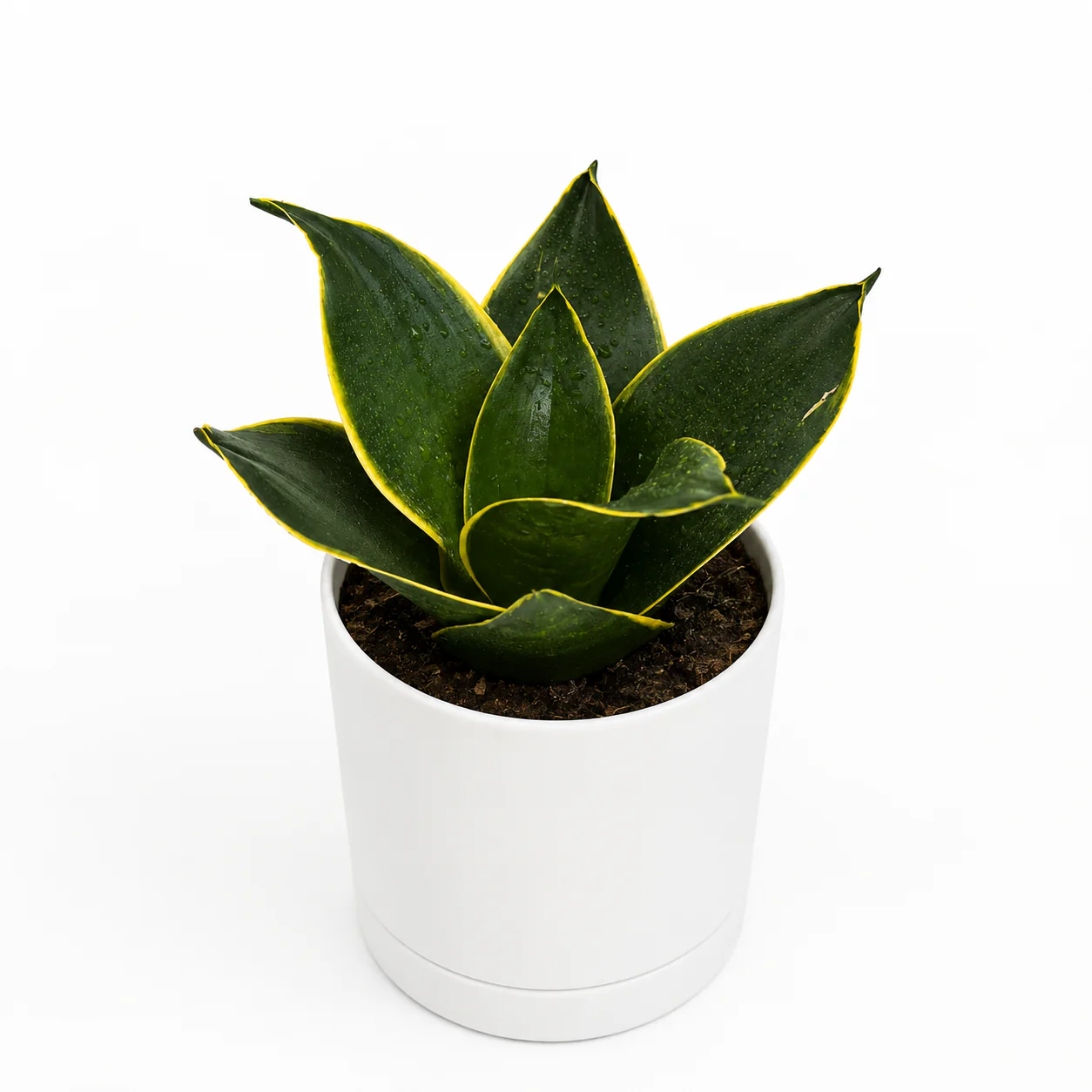 Sansevieria Hahnii ‘Black Star’